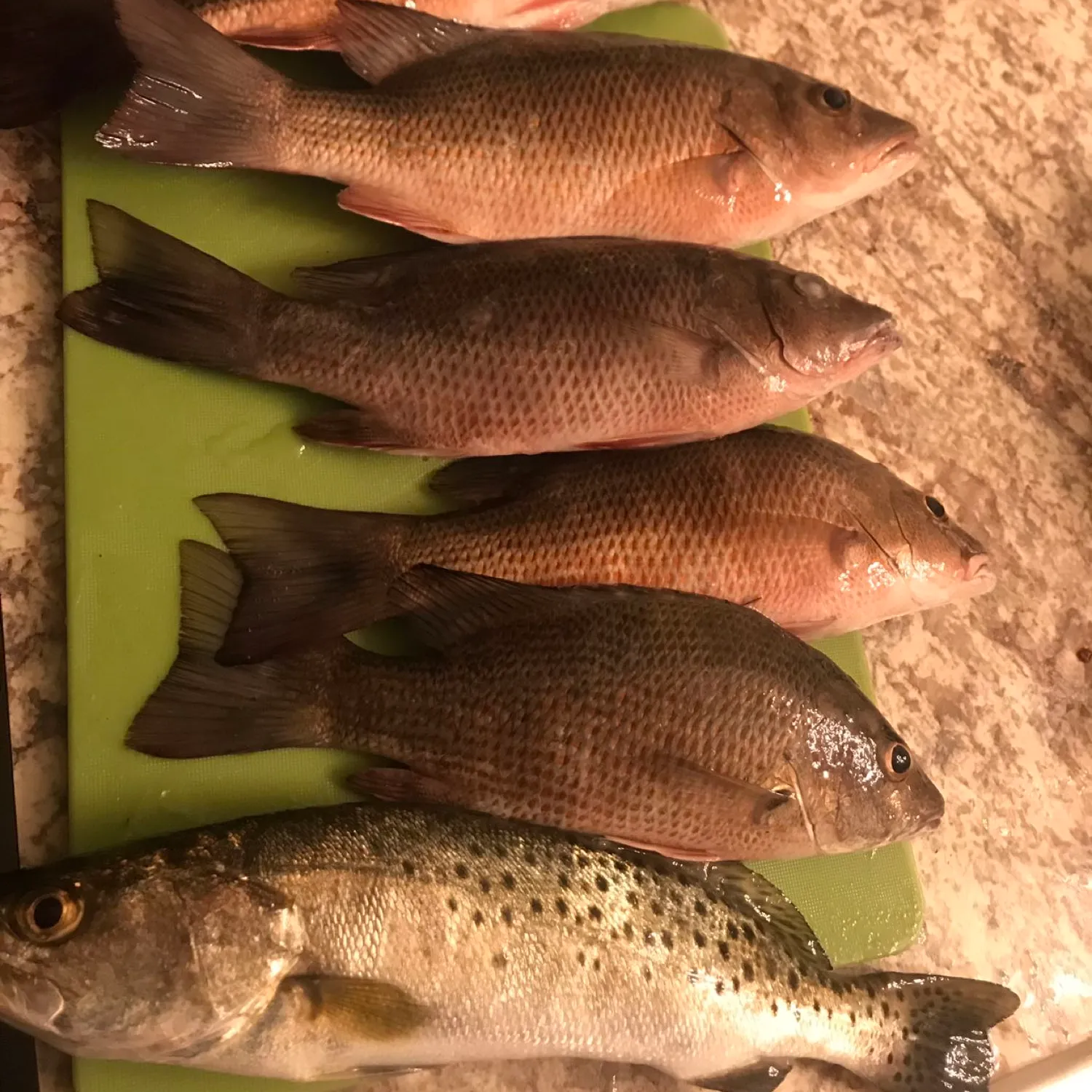 recently logged catches