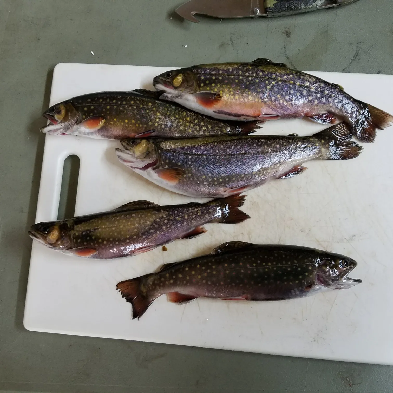 recently logged catches