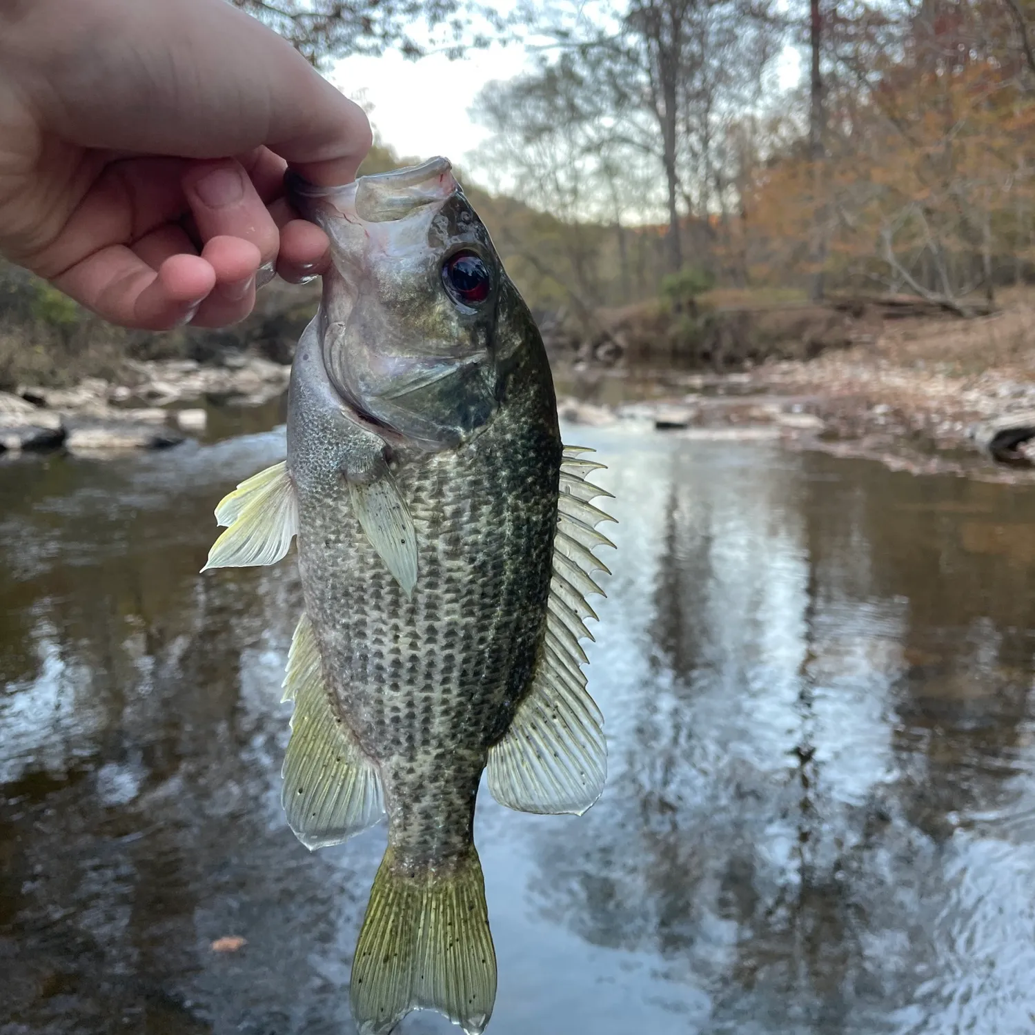 The most popular recent Roanoke bass catch on Fishbrain