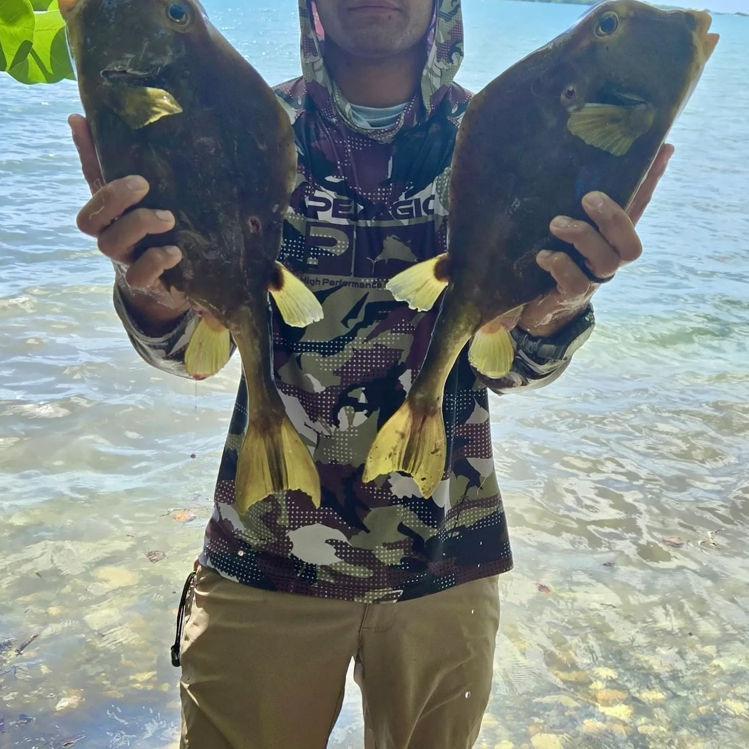 The most popular recent Smooth trunkfish catch on Fishbrain