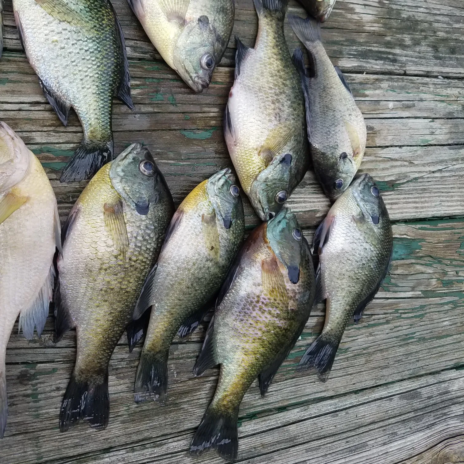 recently logged catches