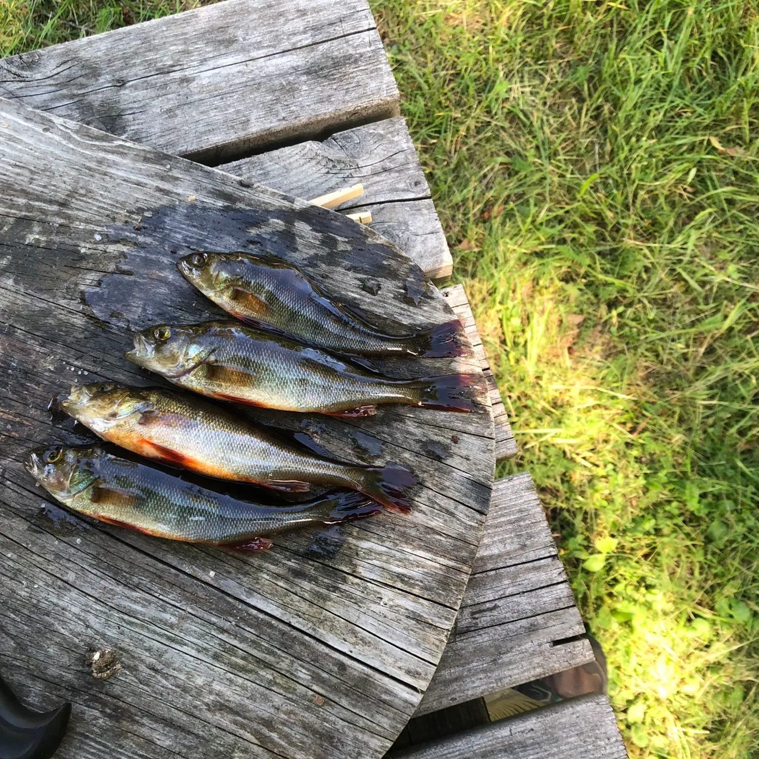 recently logged catches