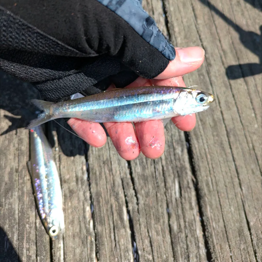 The most popular recent Broad-striped anchovy catch on Fishbrain