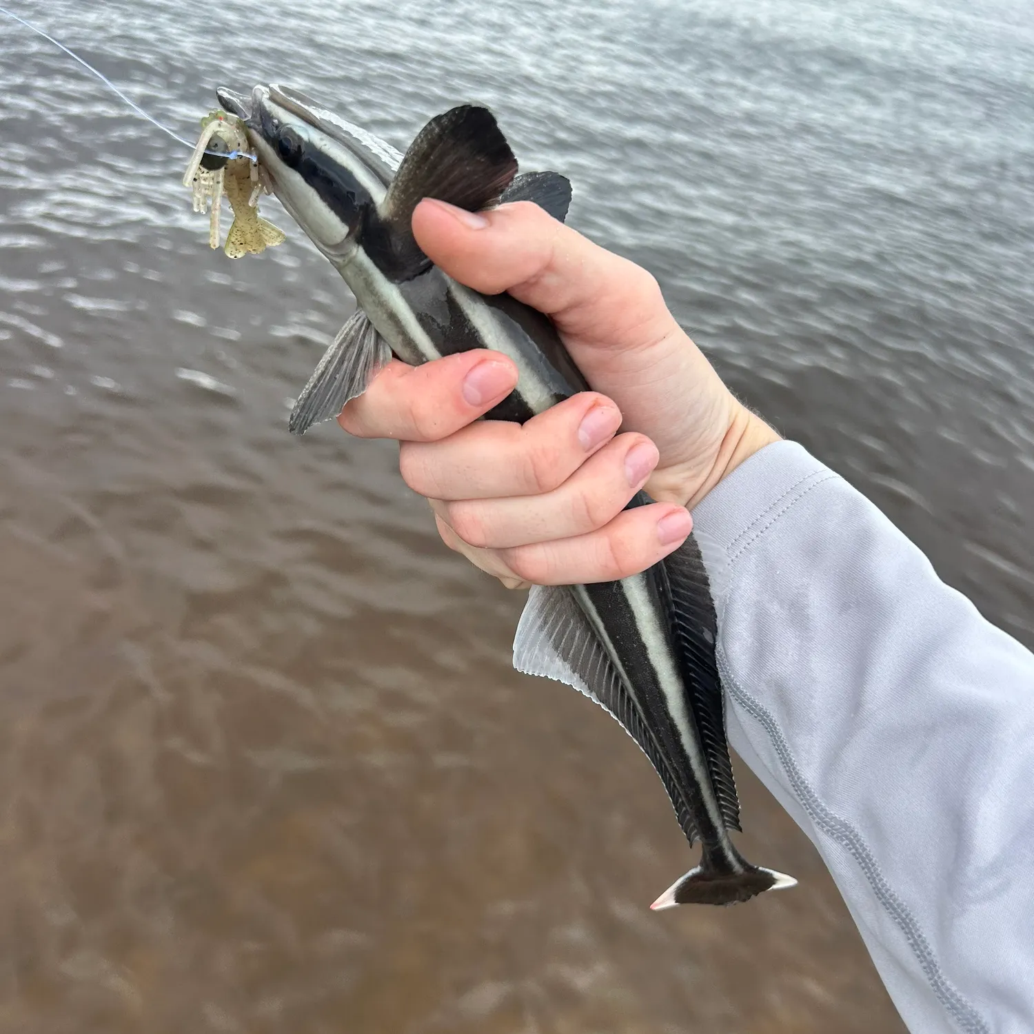 The most popular recent Common remora catch on Fishbrain