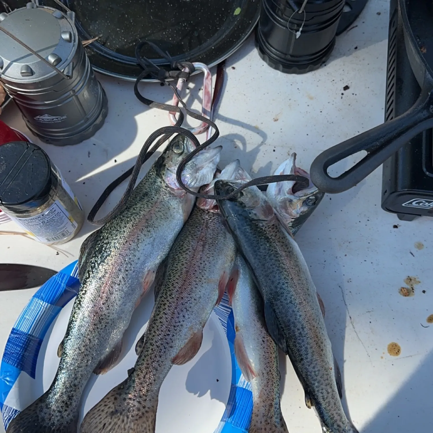 recently logged catches