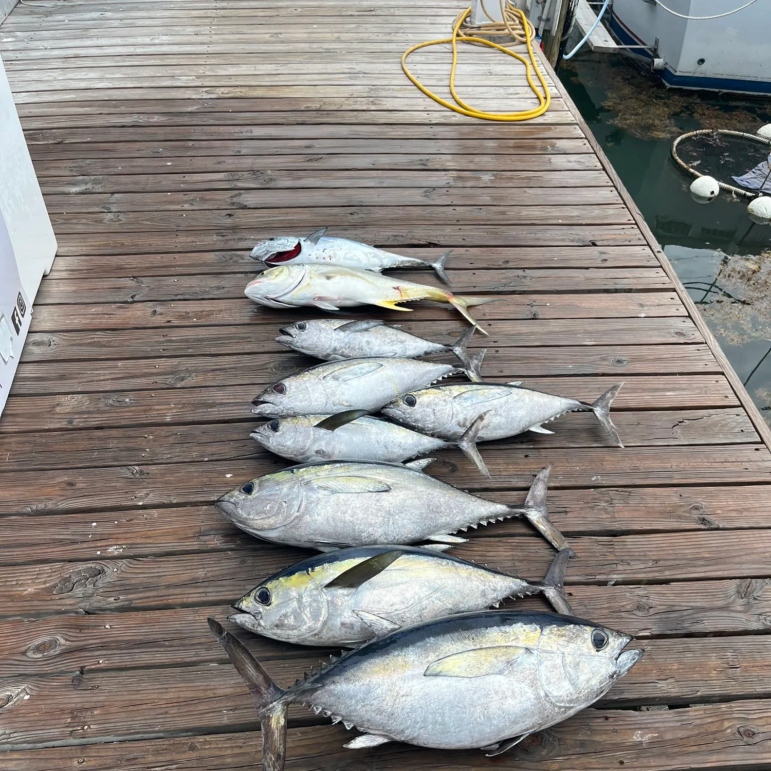 recently logged catches