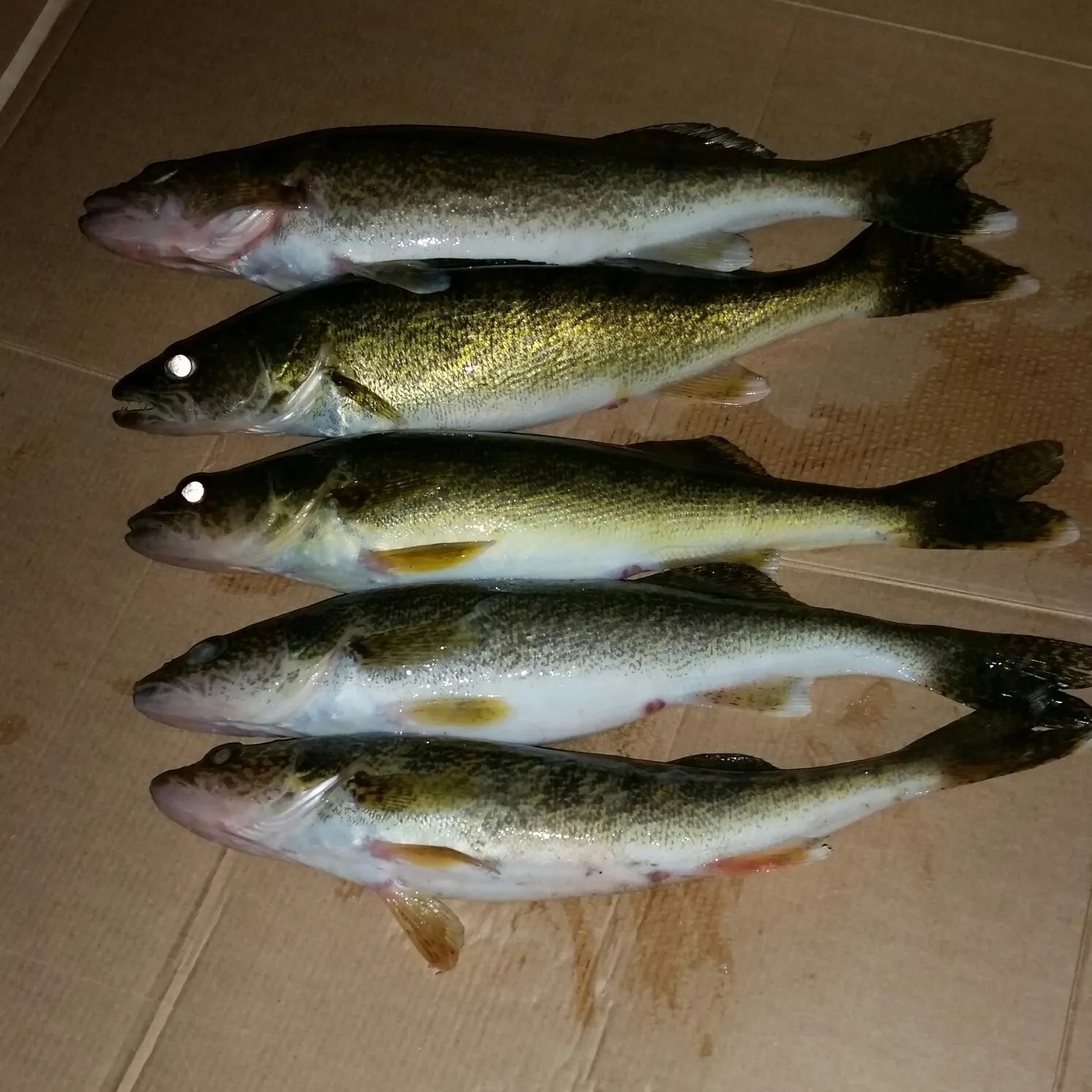 recently logged catches