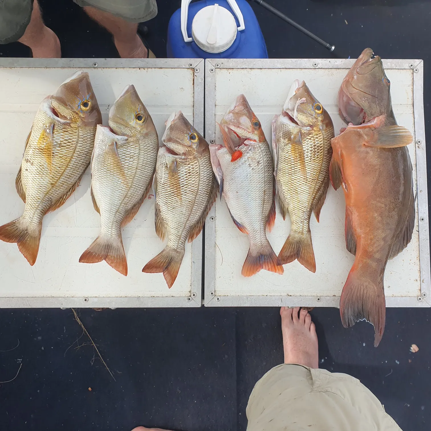 recently logged catches