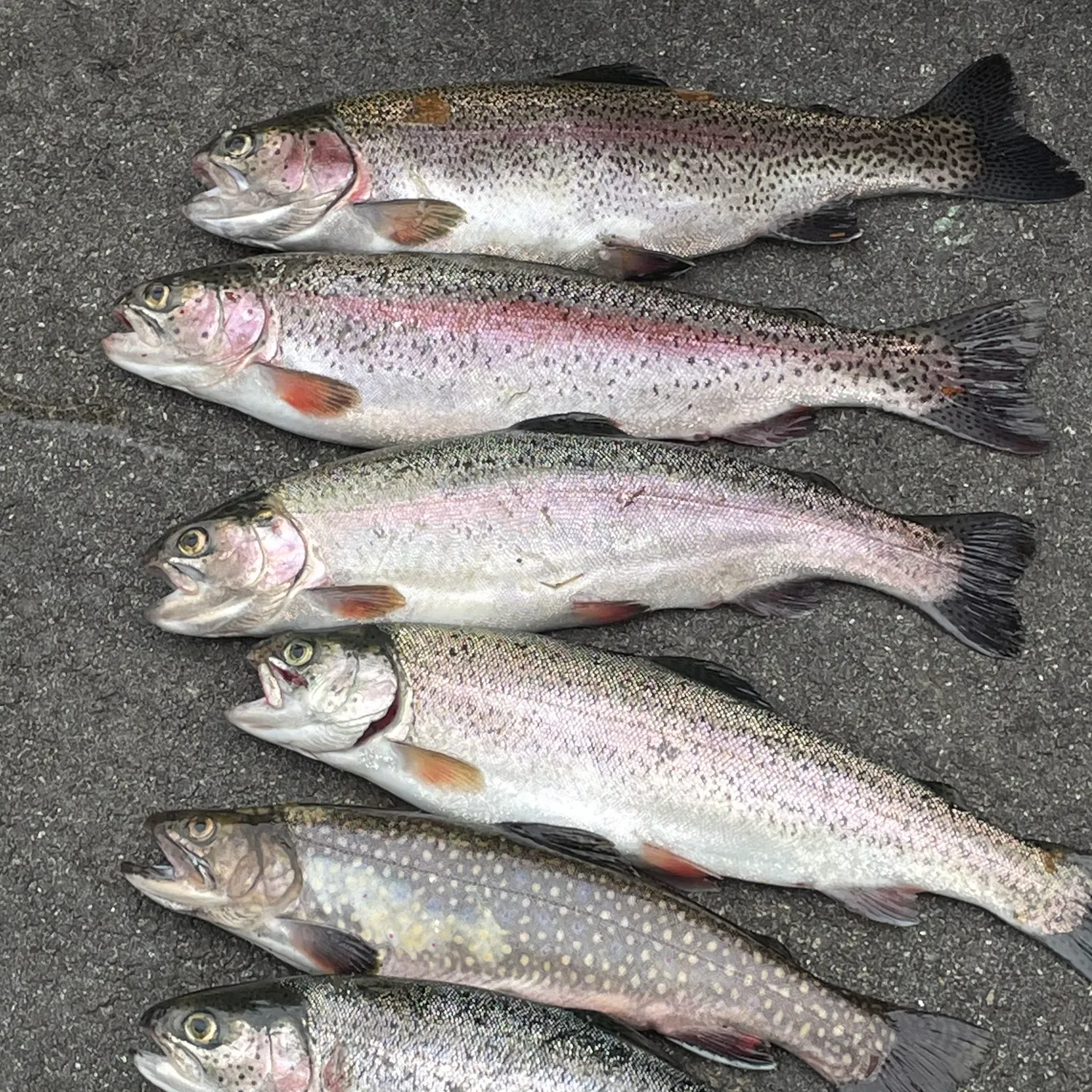 recently logged catches