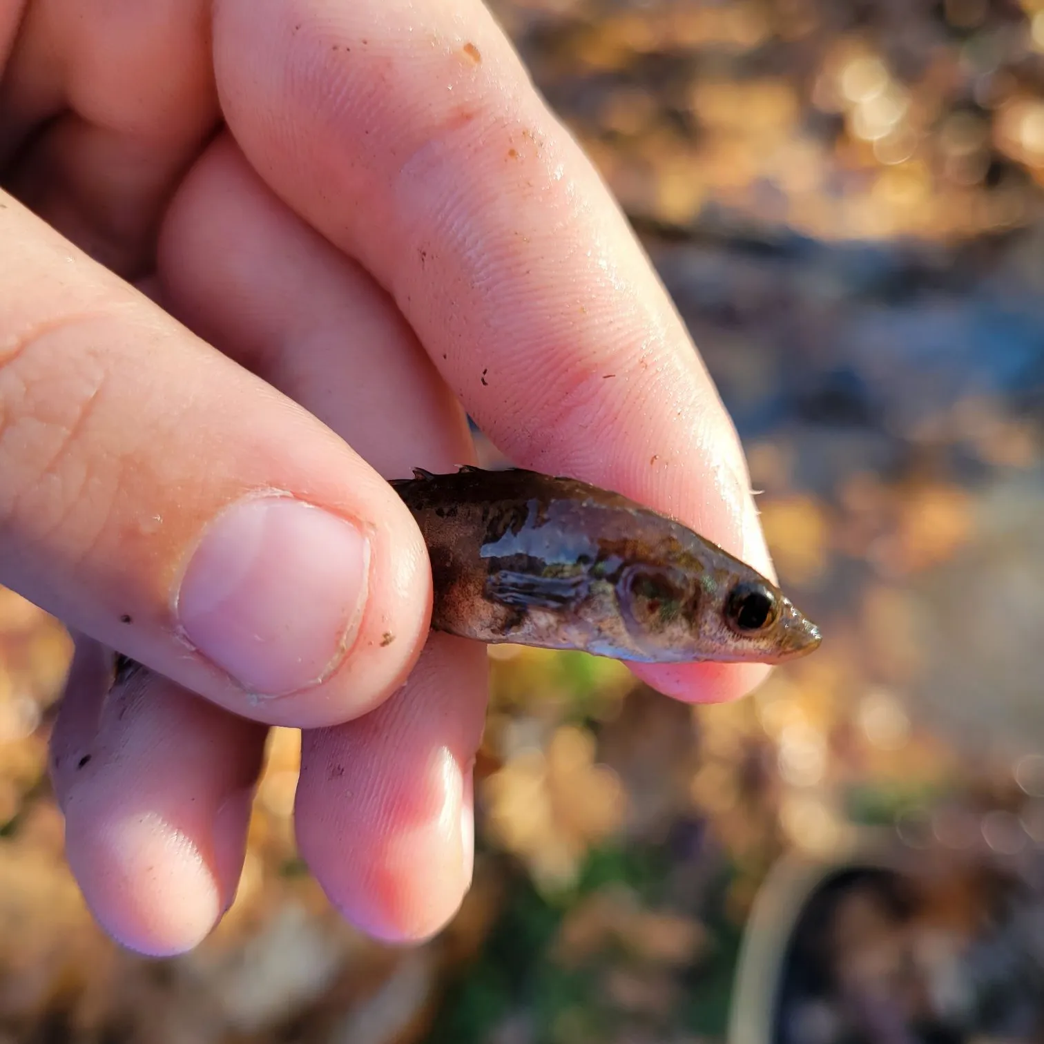 The most popular recent Fourspine stickleback catch on Fishbrain