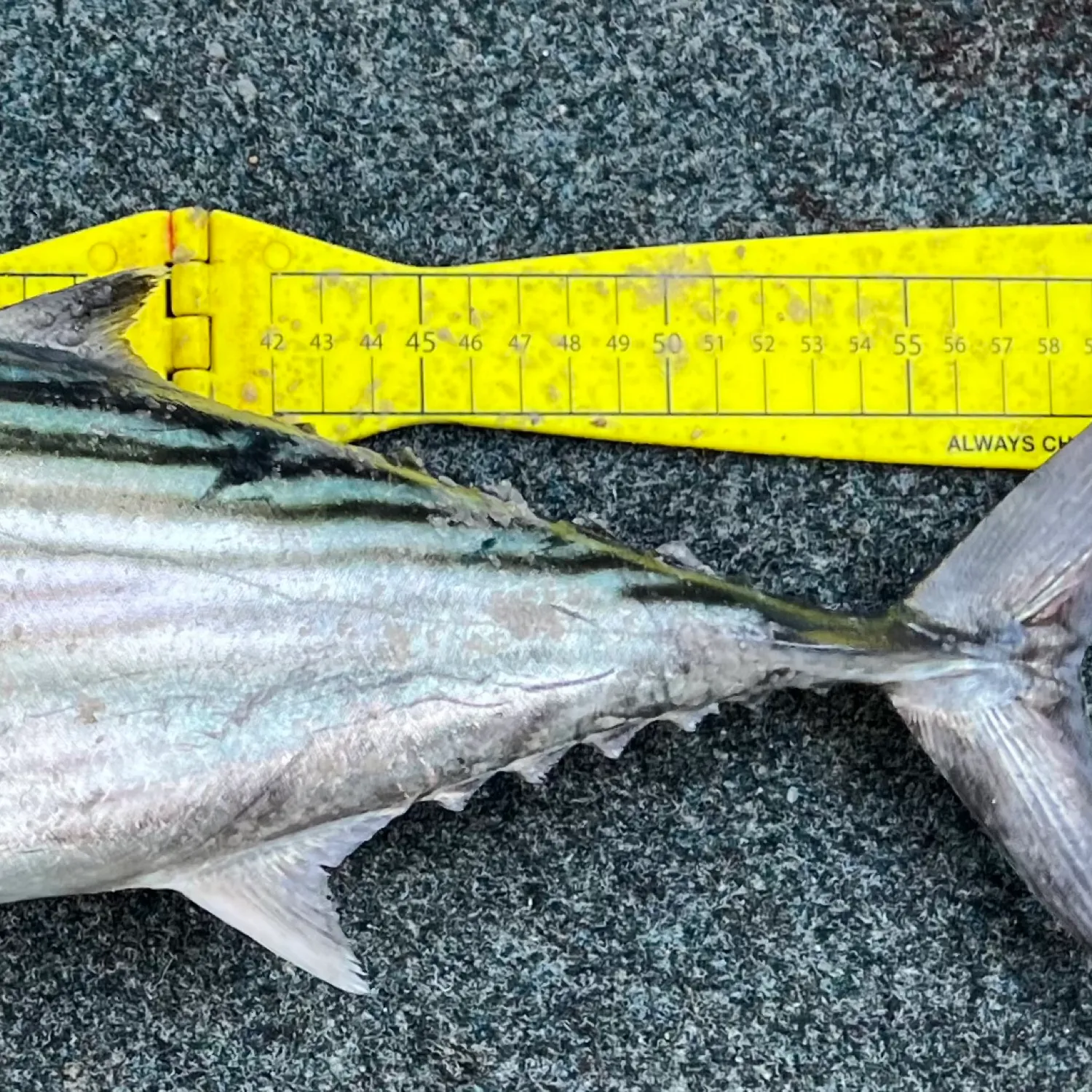 The most popular recent Australian bonito catch on Fishbrain