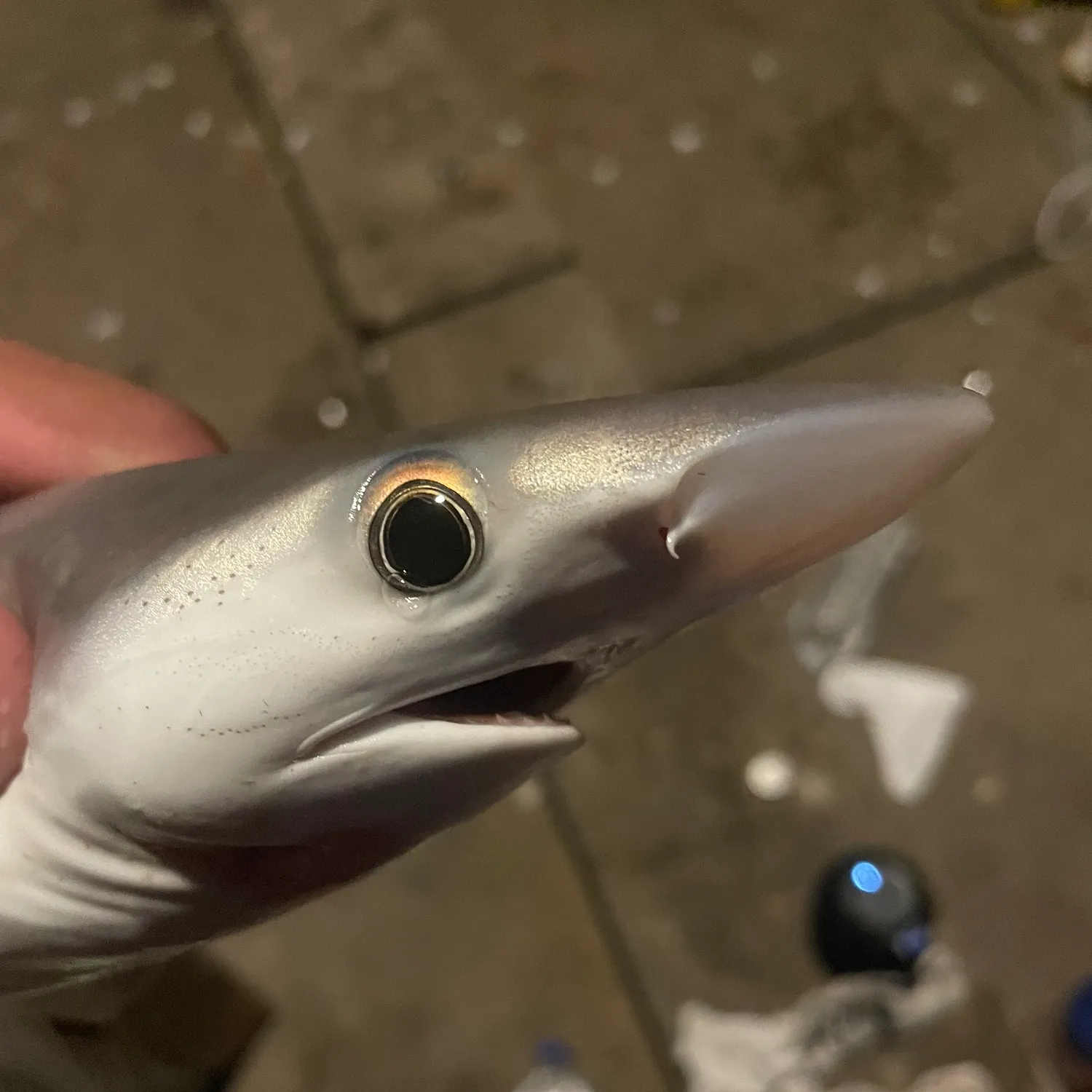 The most popular recent Milk shark catch on Fishbrain