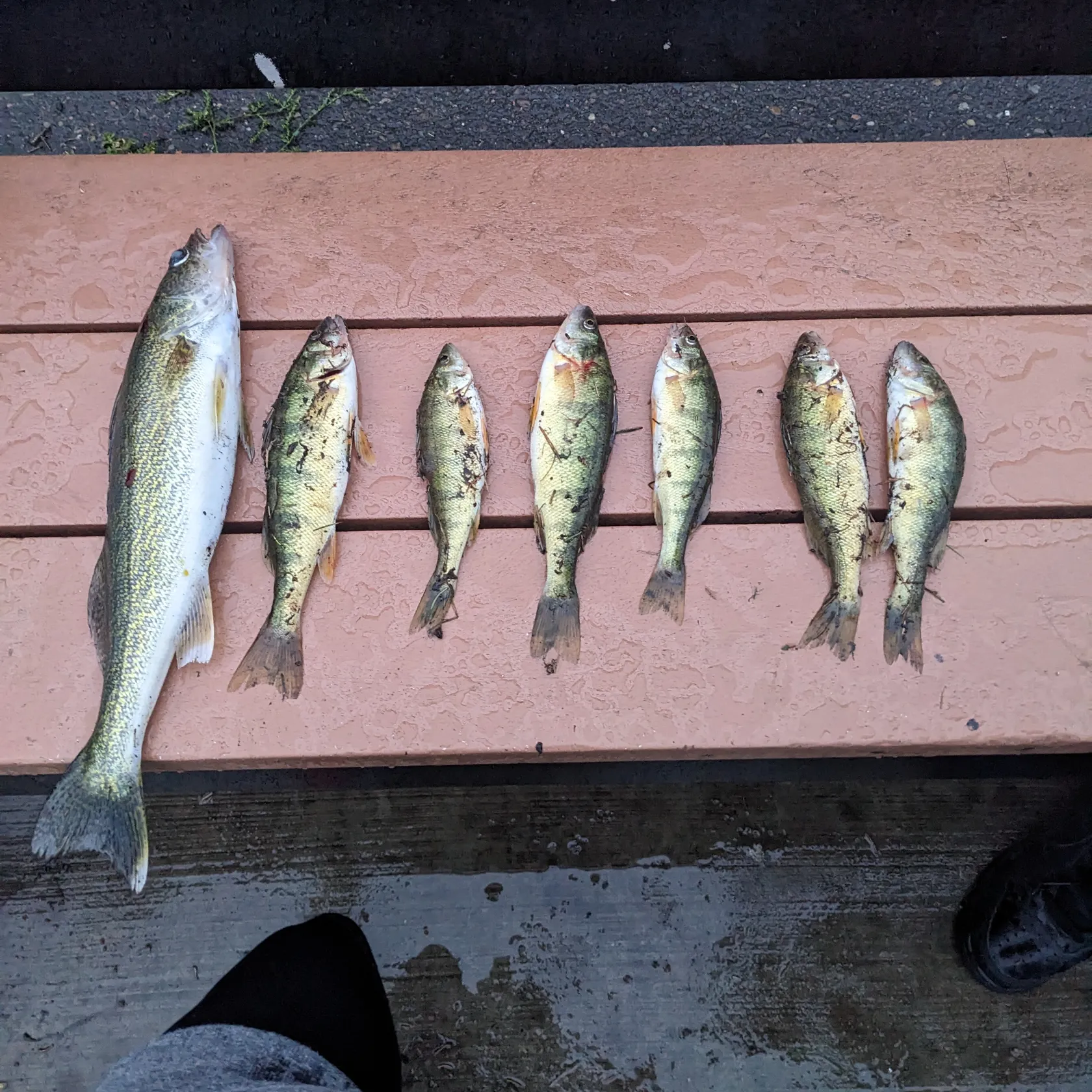 recently logged catches