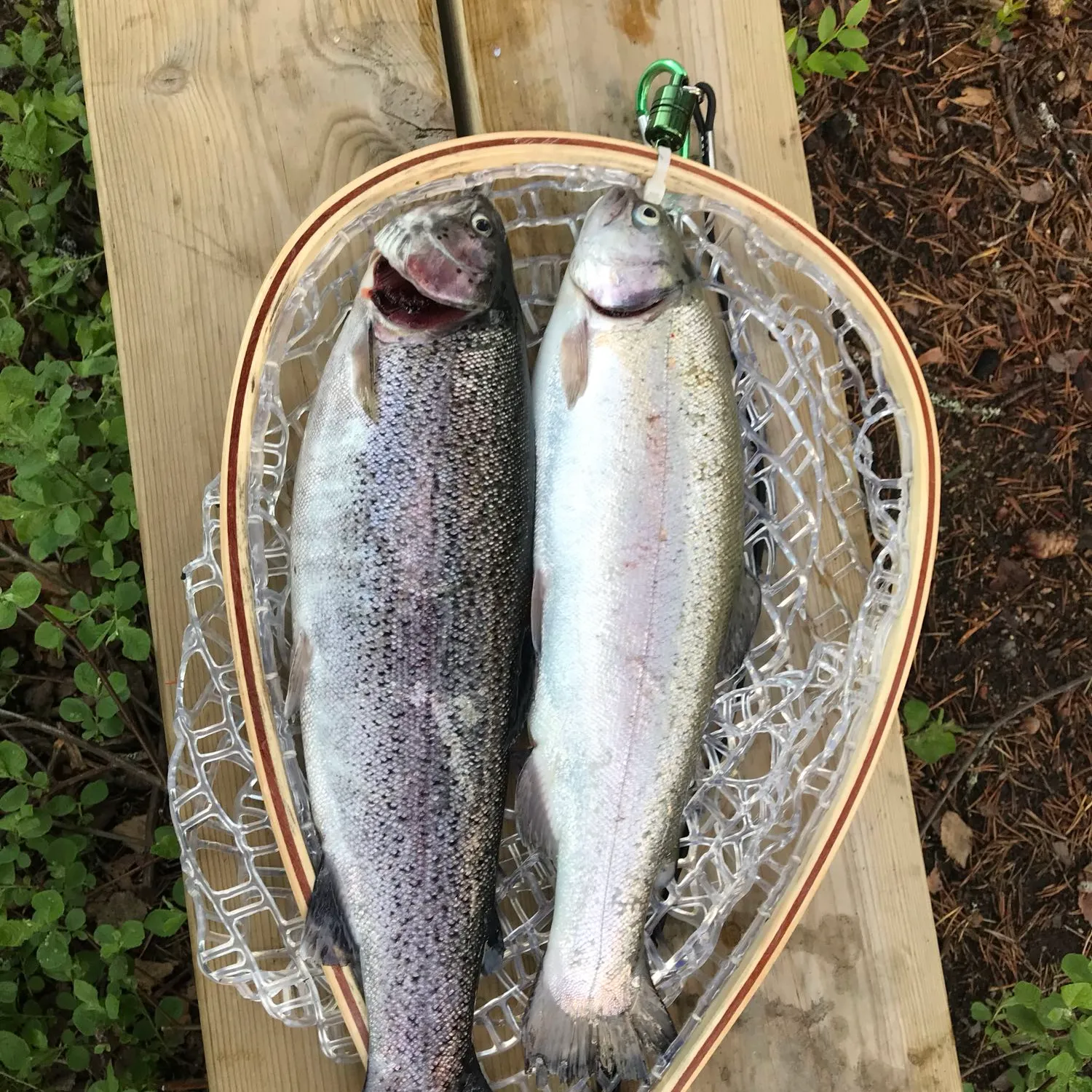 recently logged catches