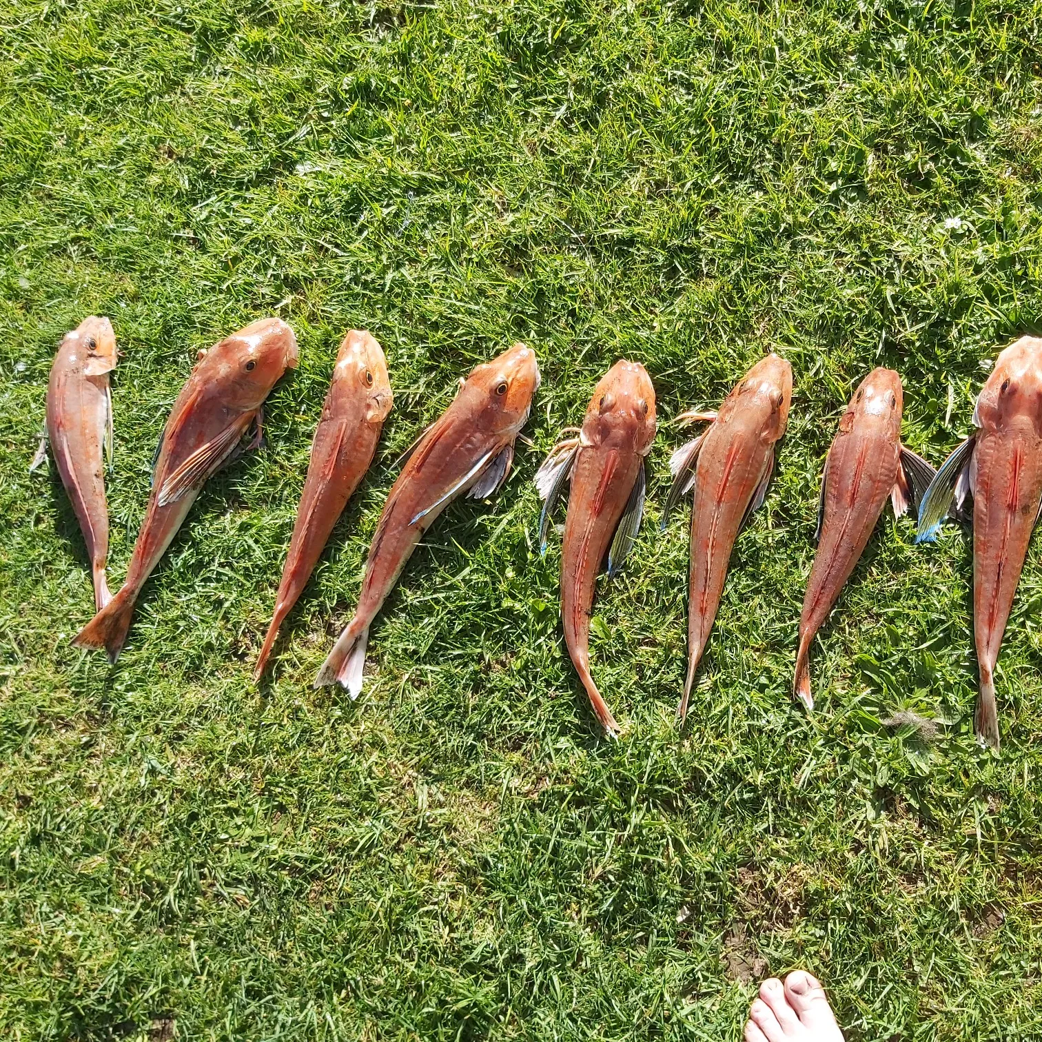 recently logged catches