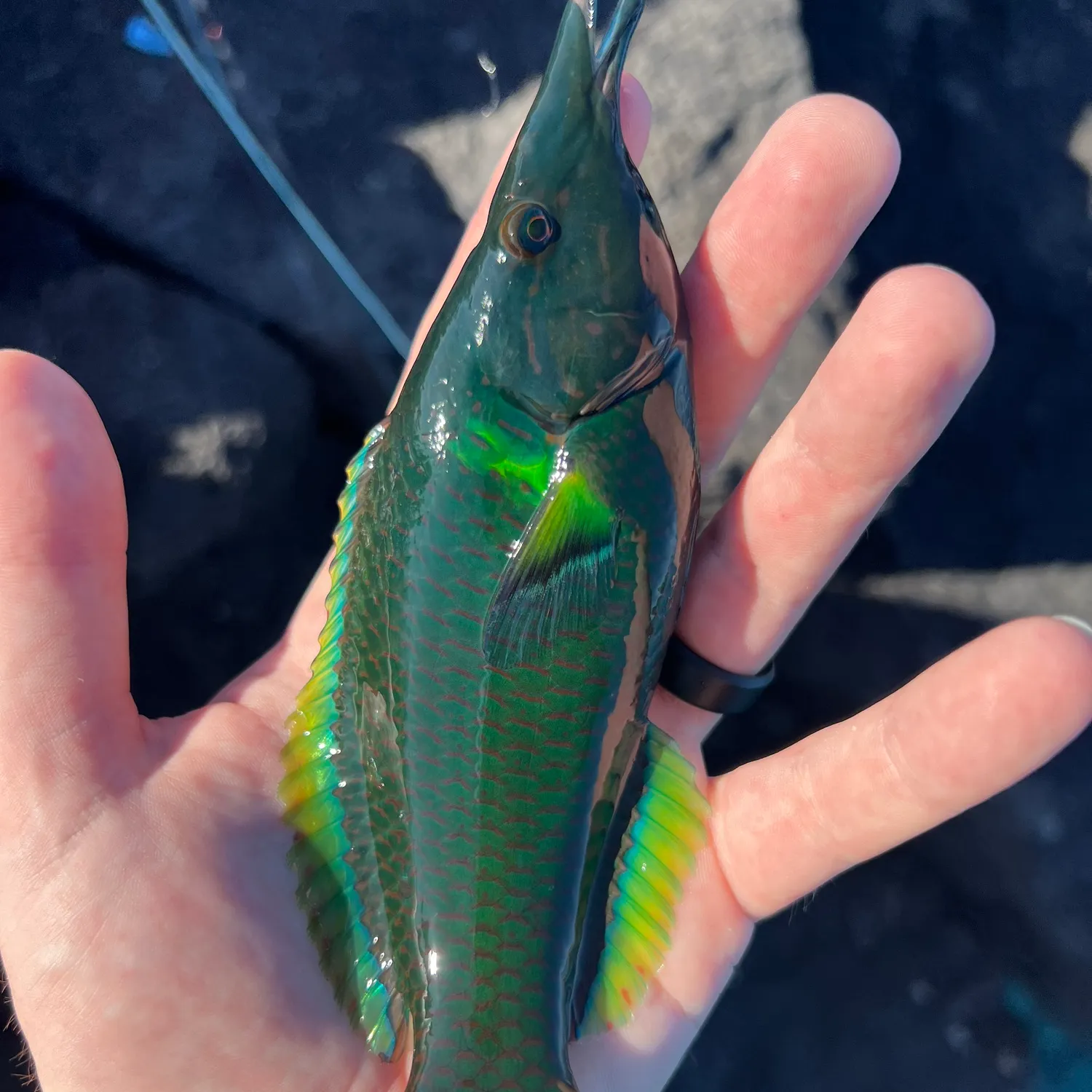 The most popular recent Bird wrasse catch on Fishbrain