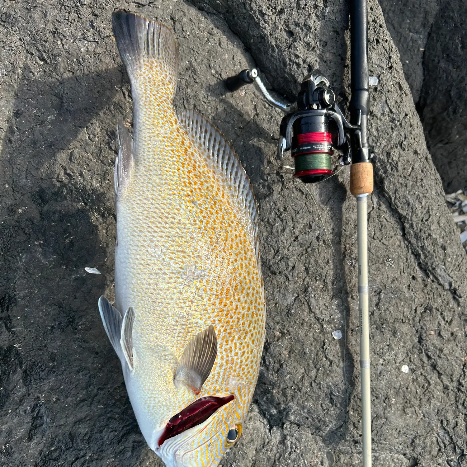 The most popular recent Lemonfish catch on Fishbrain