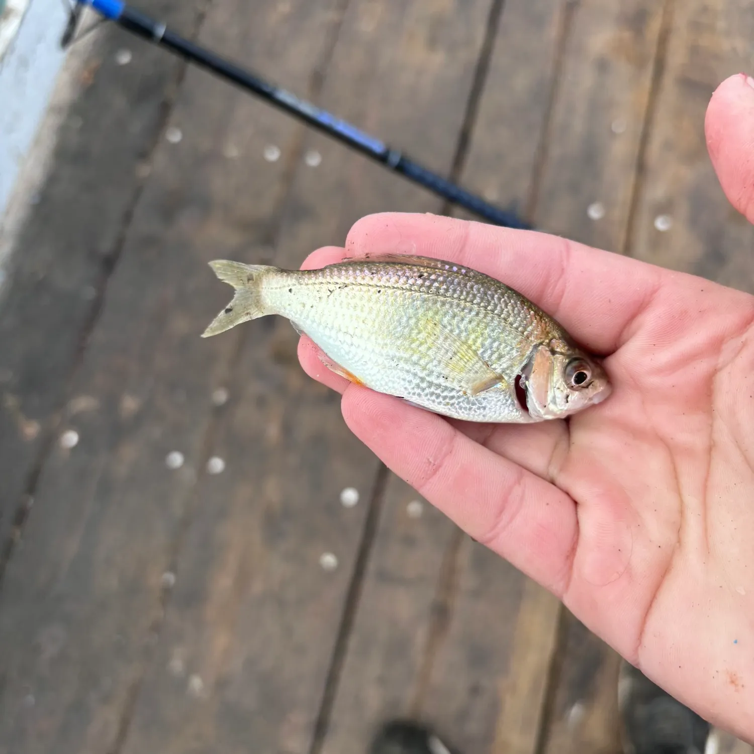 The most popular recent Shiner perch catch on Fishbrain