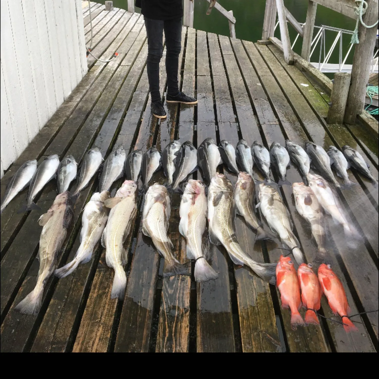 recently logged catches