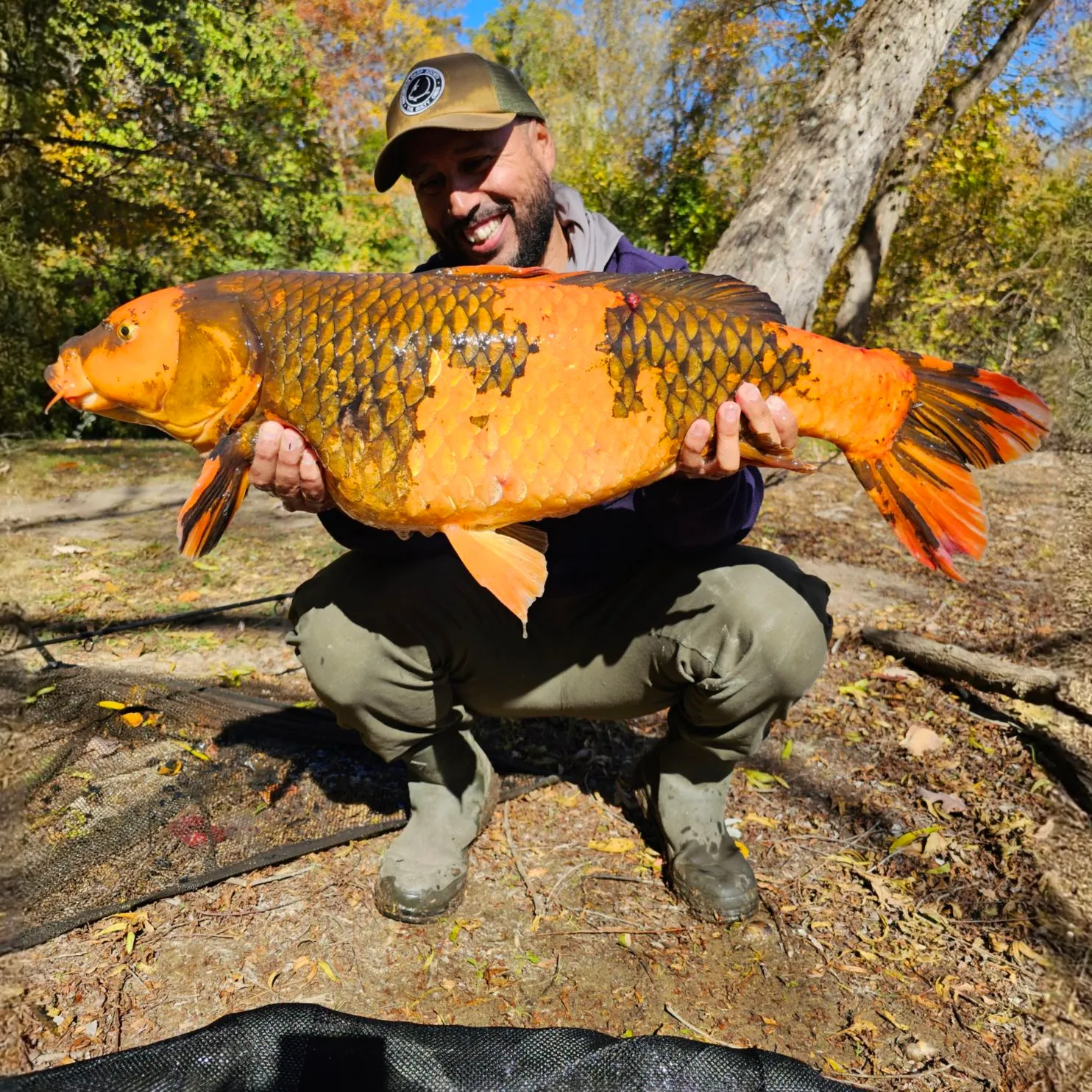 The most popular recent Koi carp catch on Fishbrain