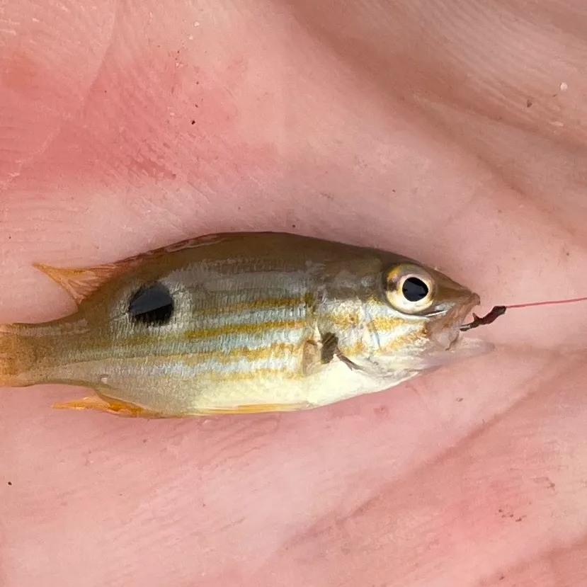 The most popular recent Dory snapper catch on Fishbrain