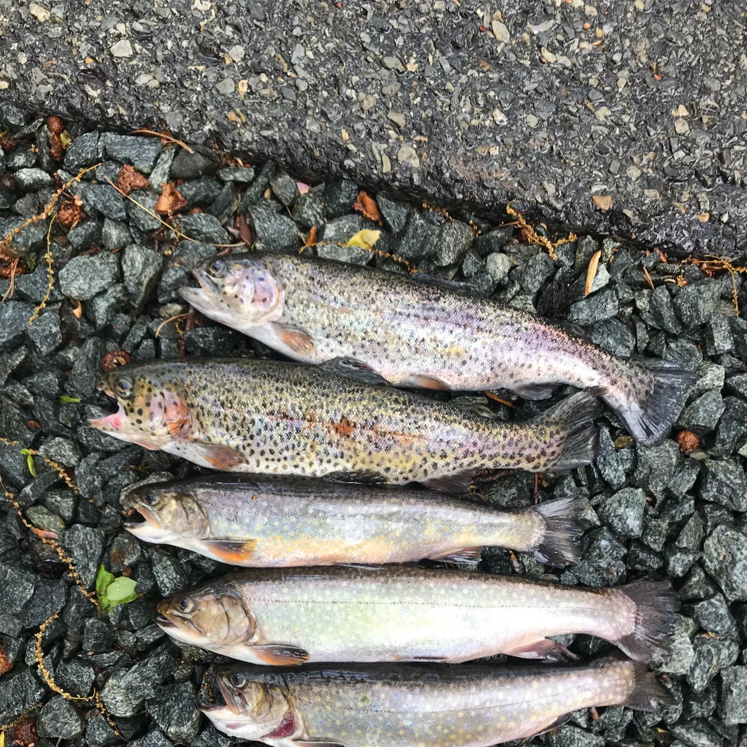 recently logged catches