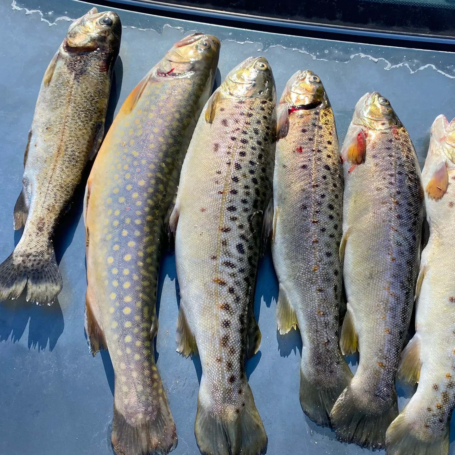 recently logged catches