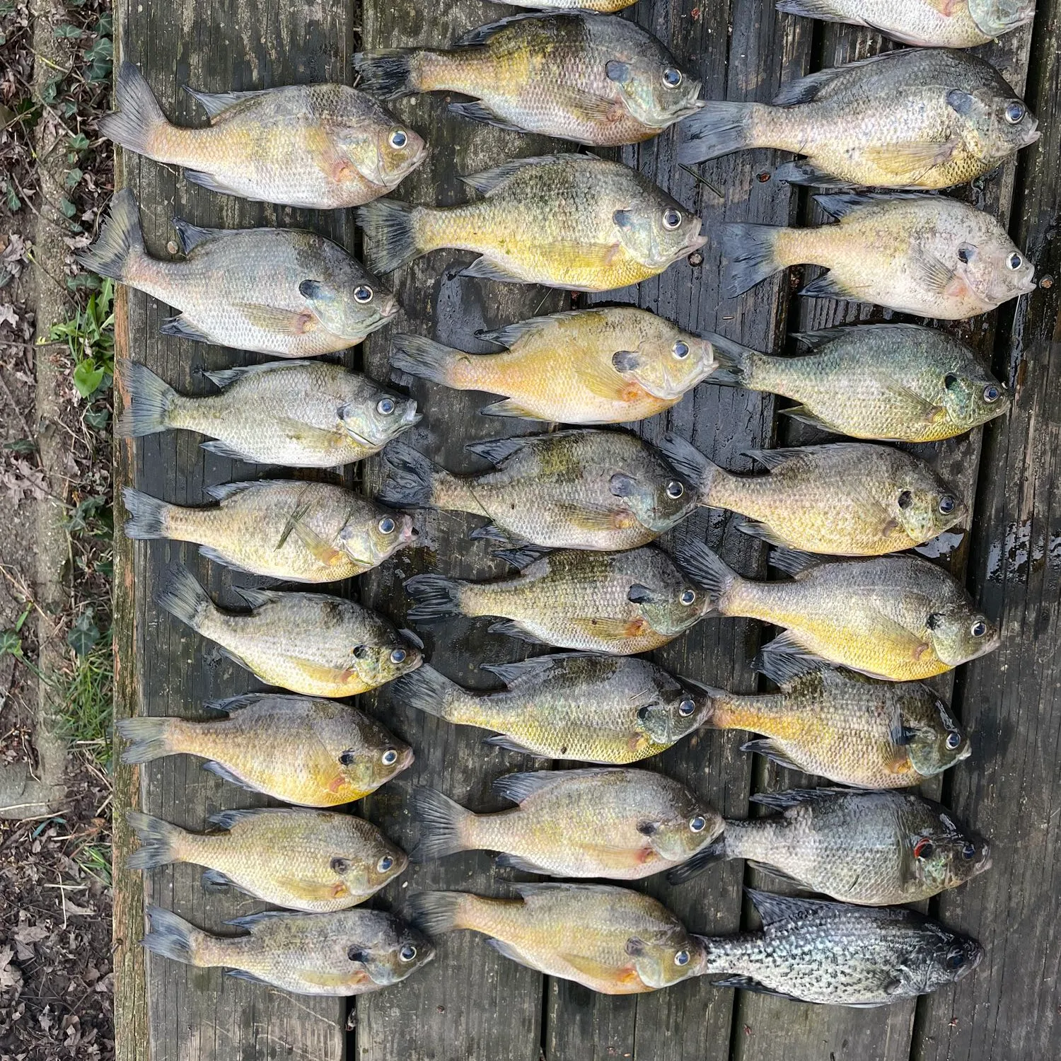 recently logged catches