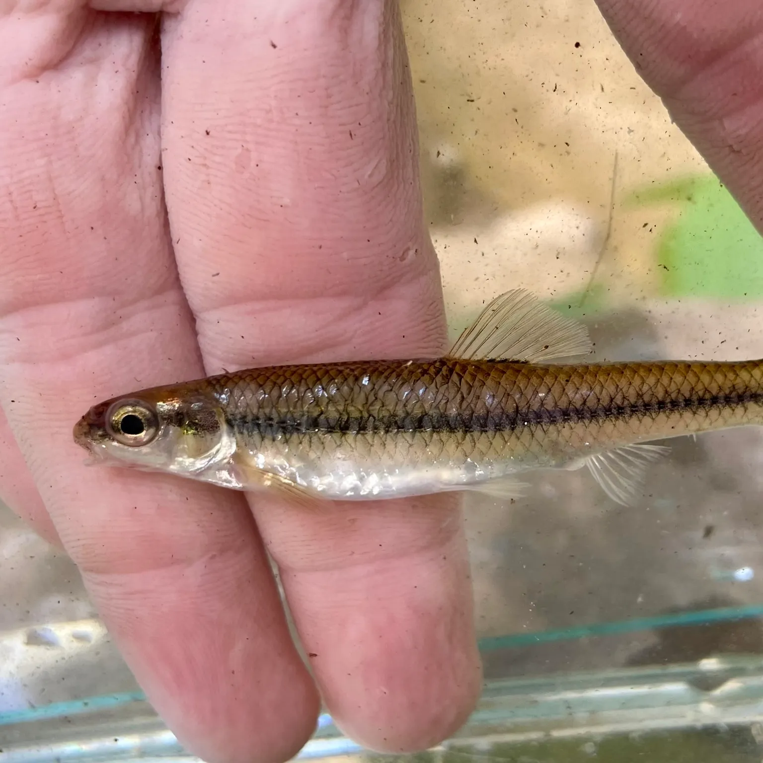 The most popular recent Bluntnose minnow catch on Fishbrain