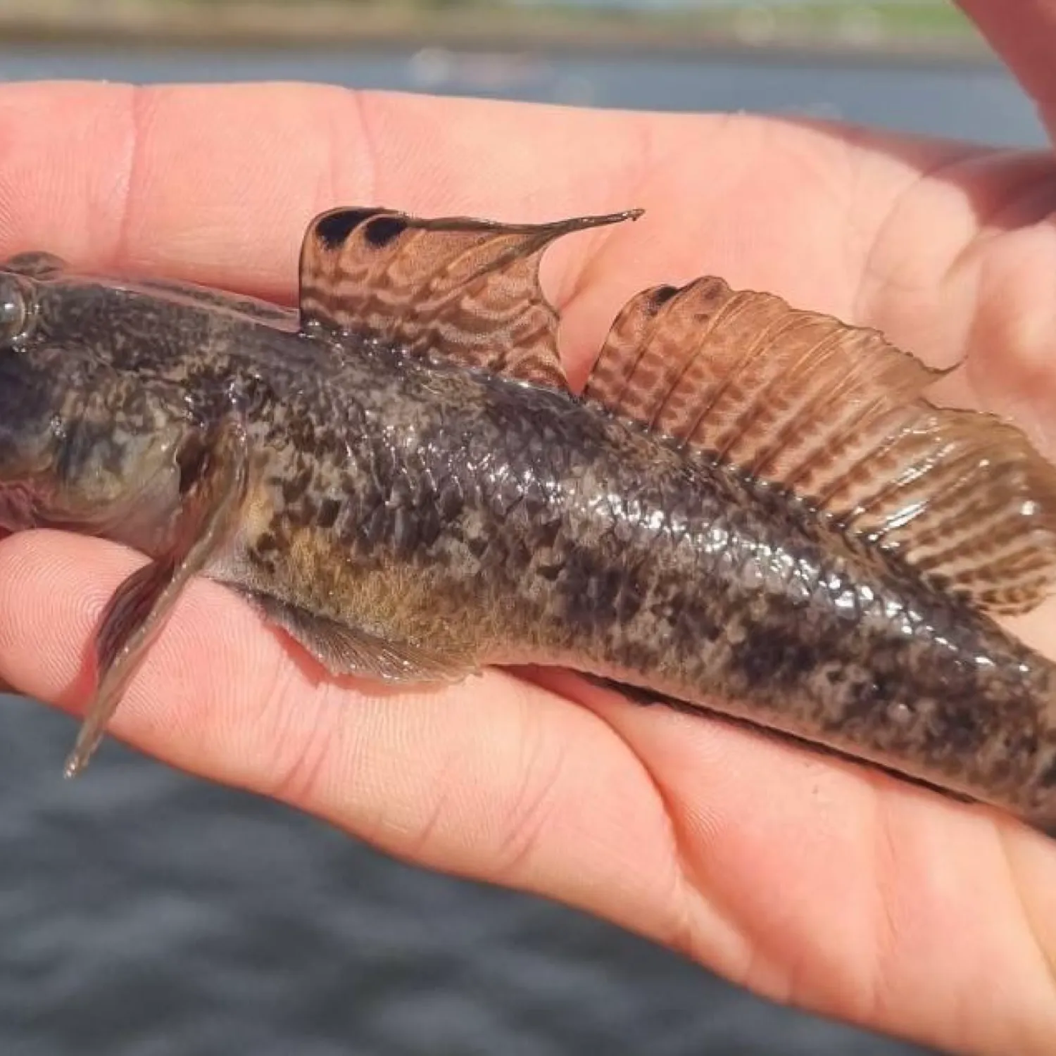 The most popular recent Black goby catch on Fishbrain