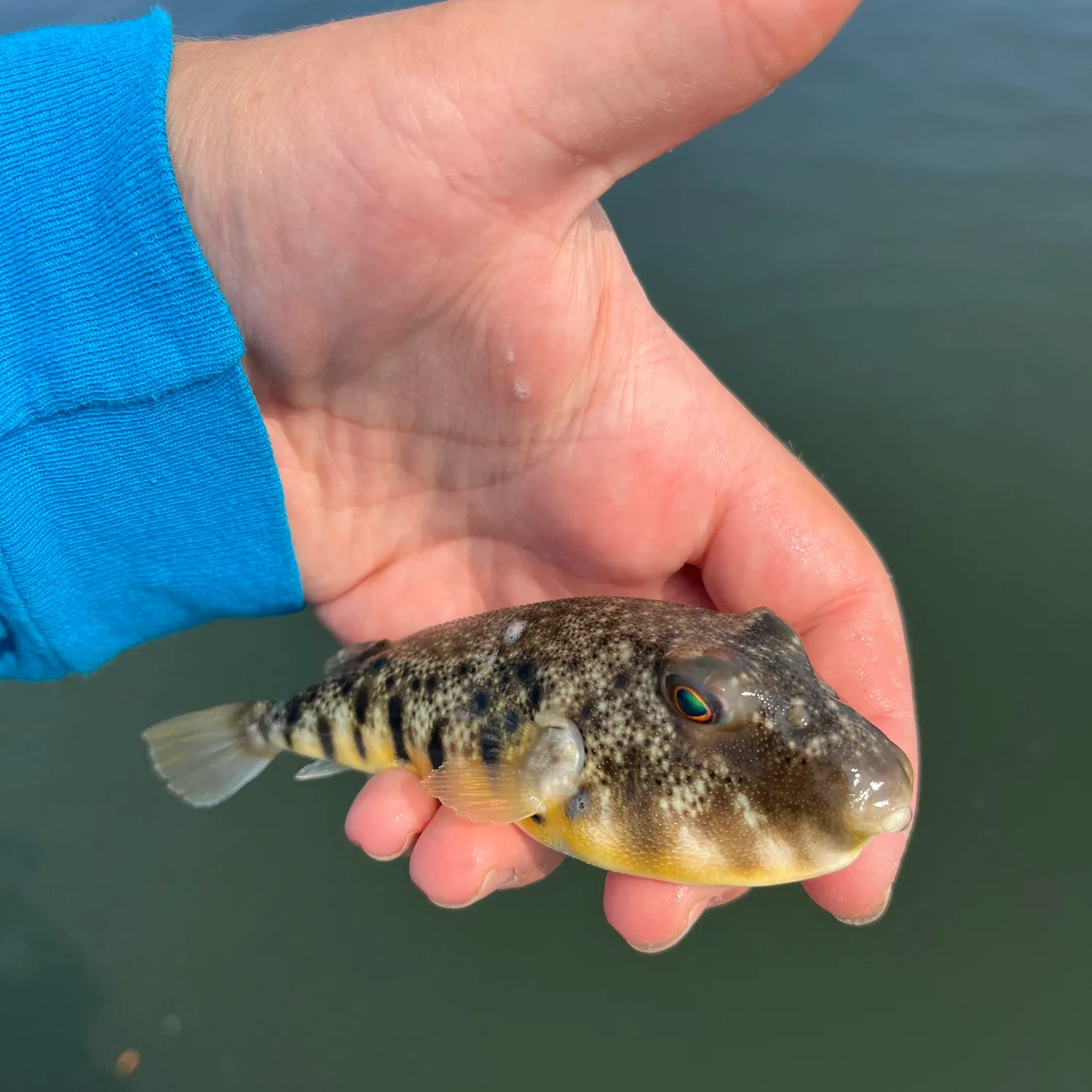 The most popular recent Northern puffer catch on Fishbrain