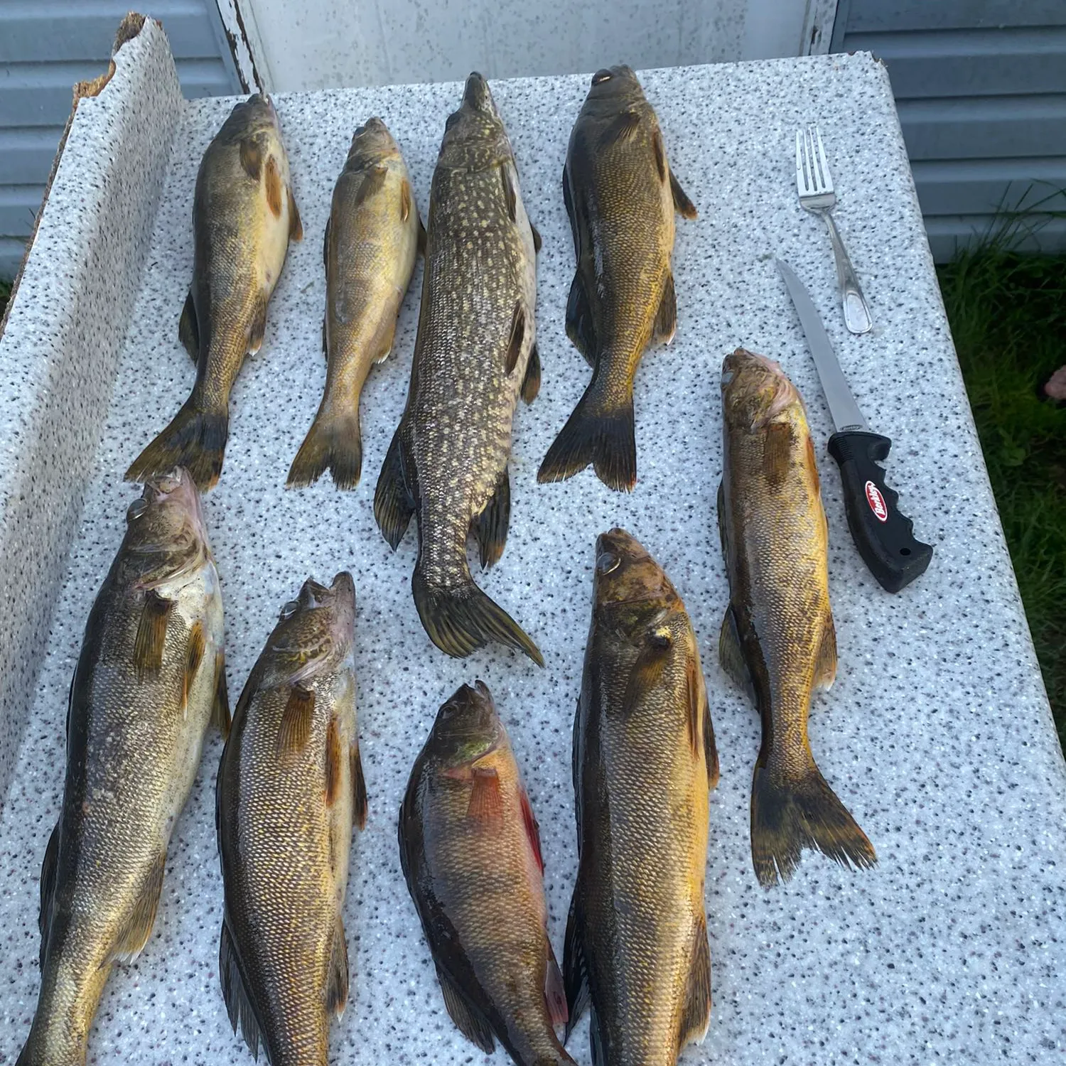 recently logged catches