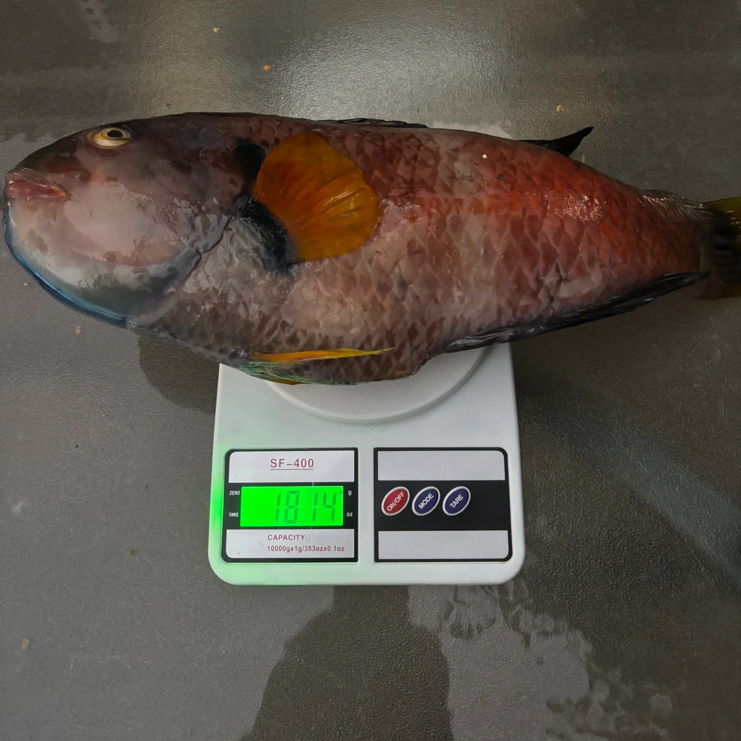 The most popular recent Blue-throated wrasse catch on Fishbrain