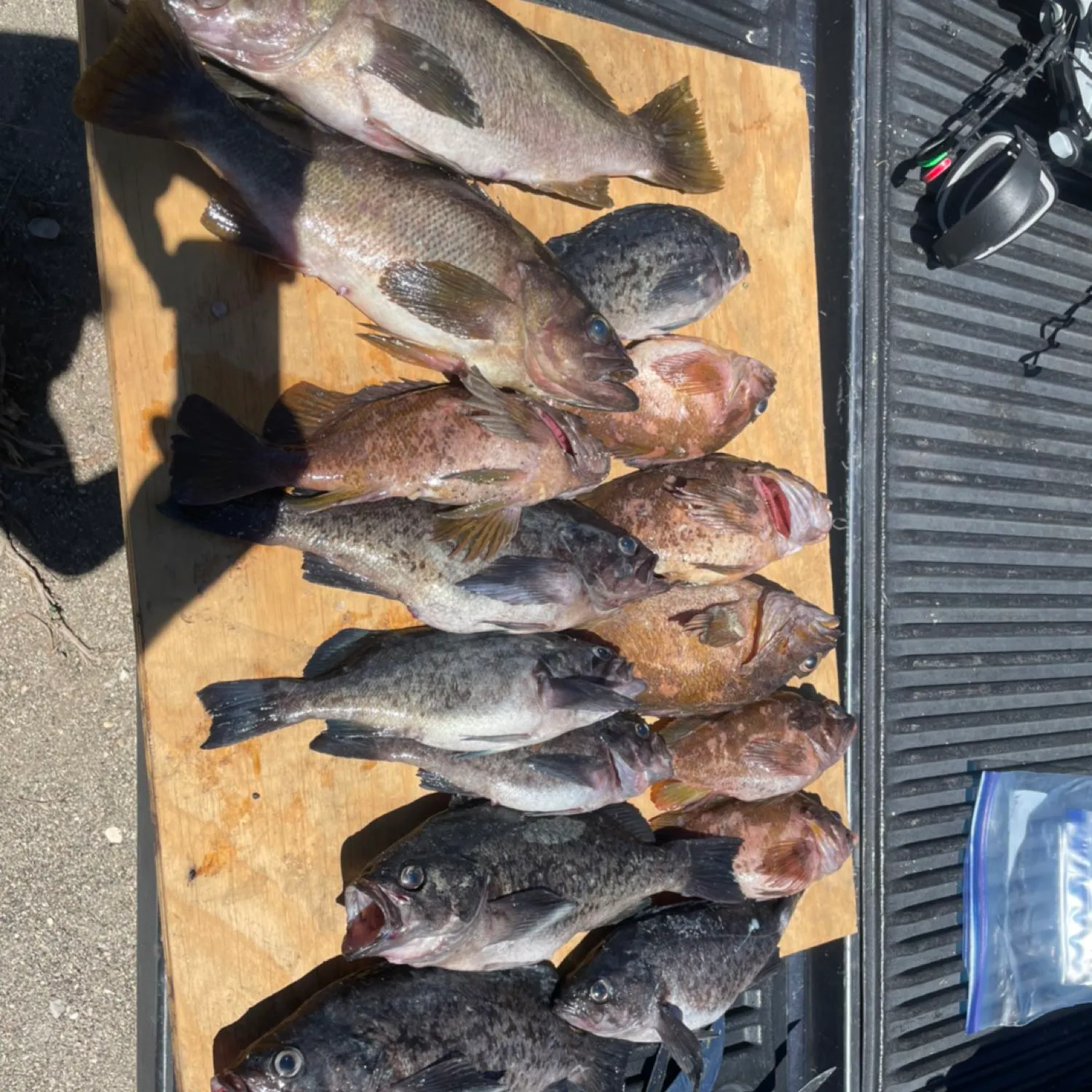 recently logged catches