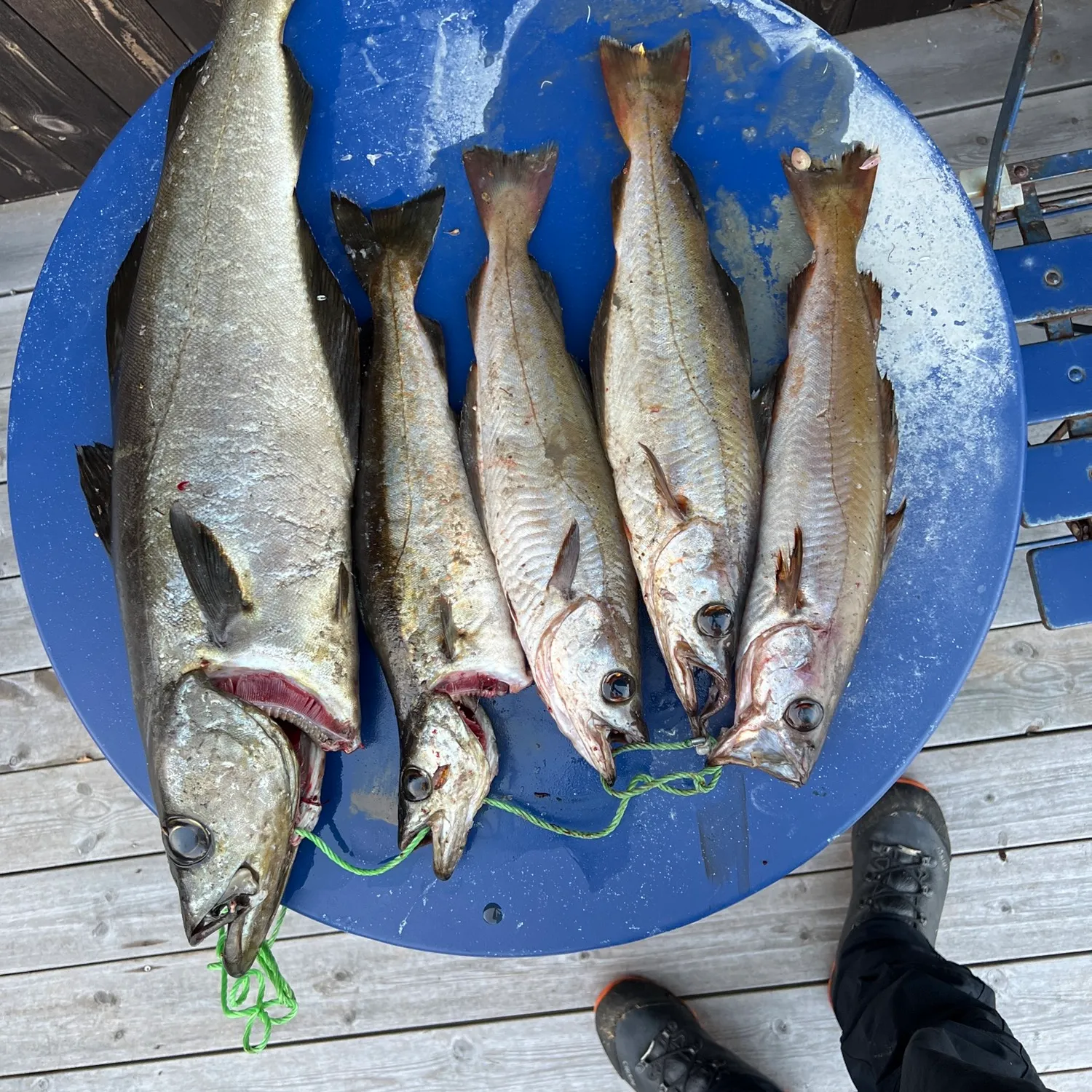 recently logged catches