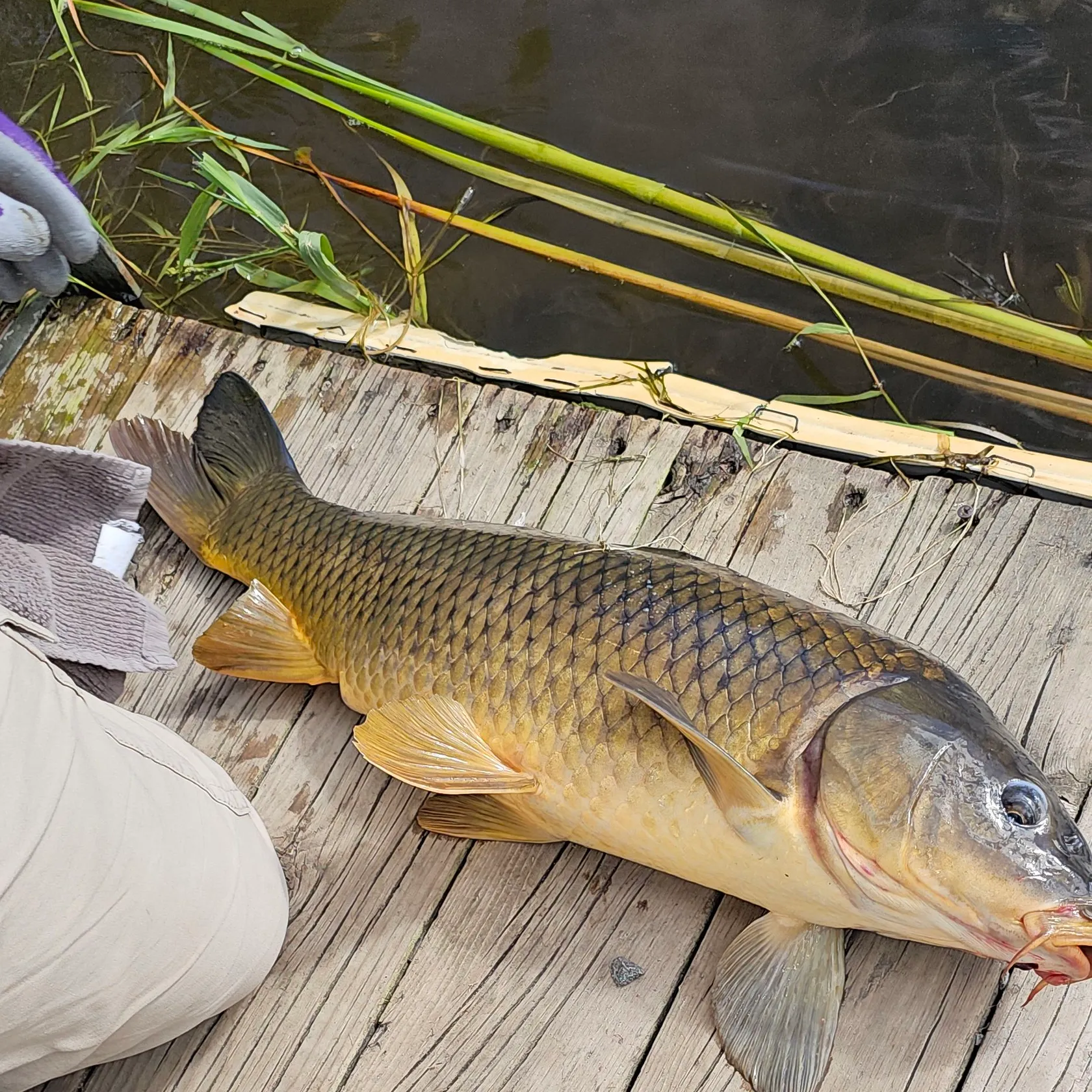 recently logged catches