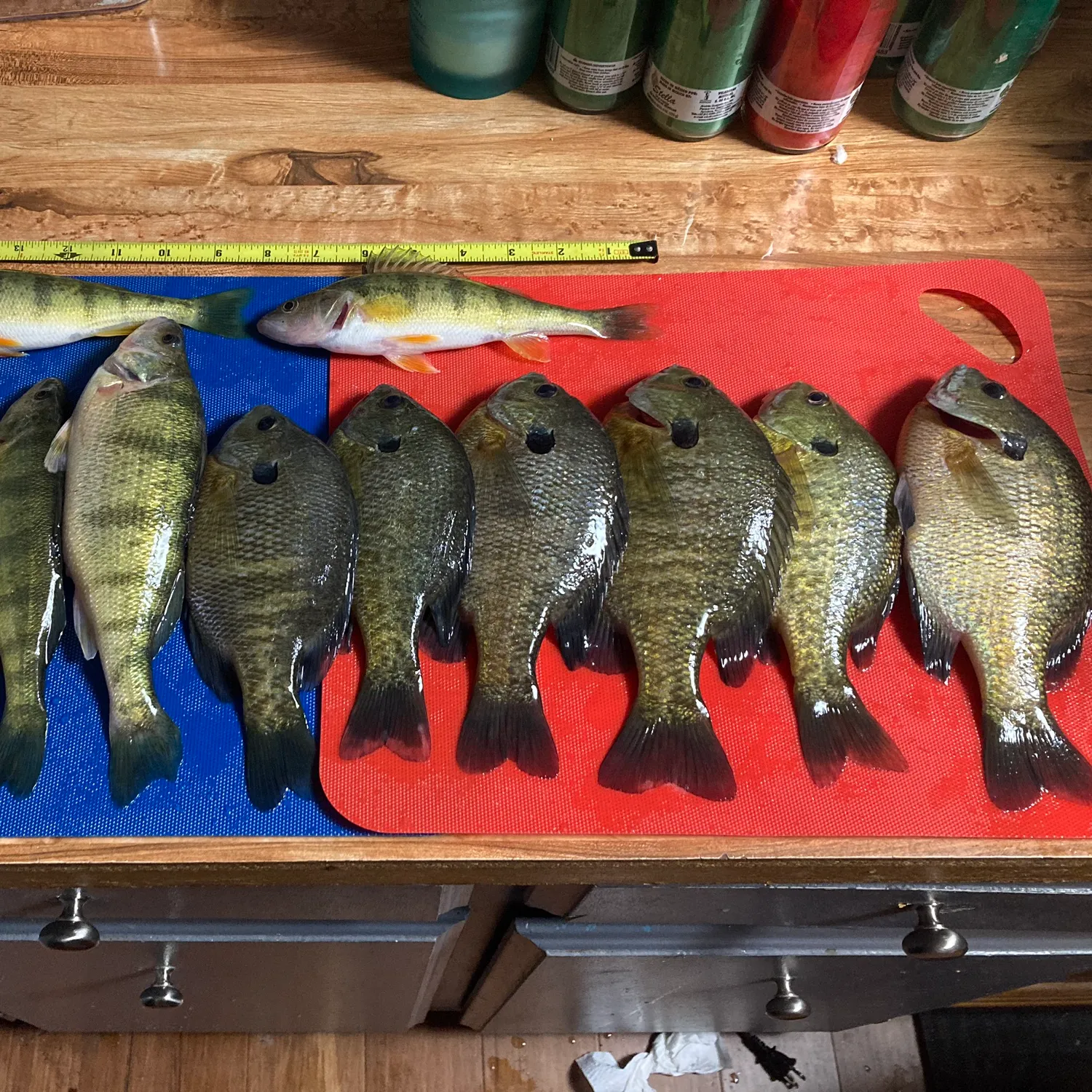 recently logged catches