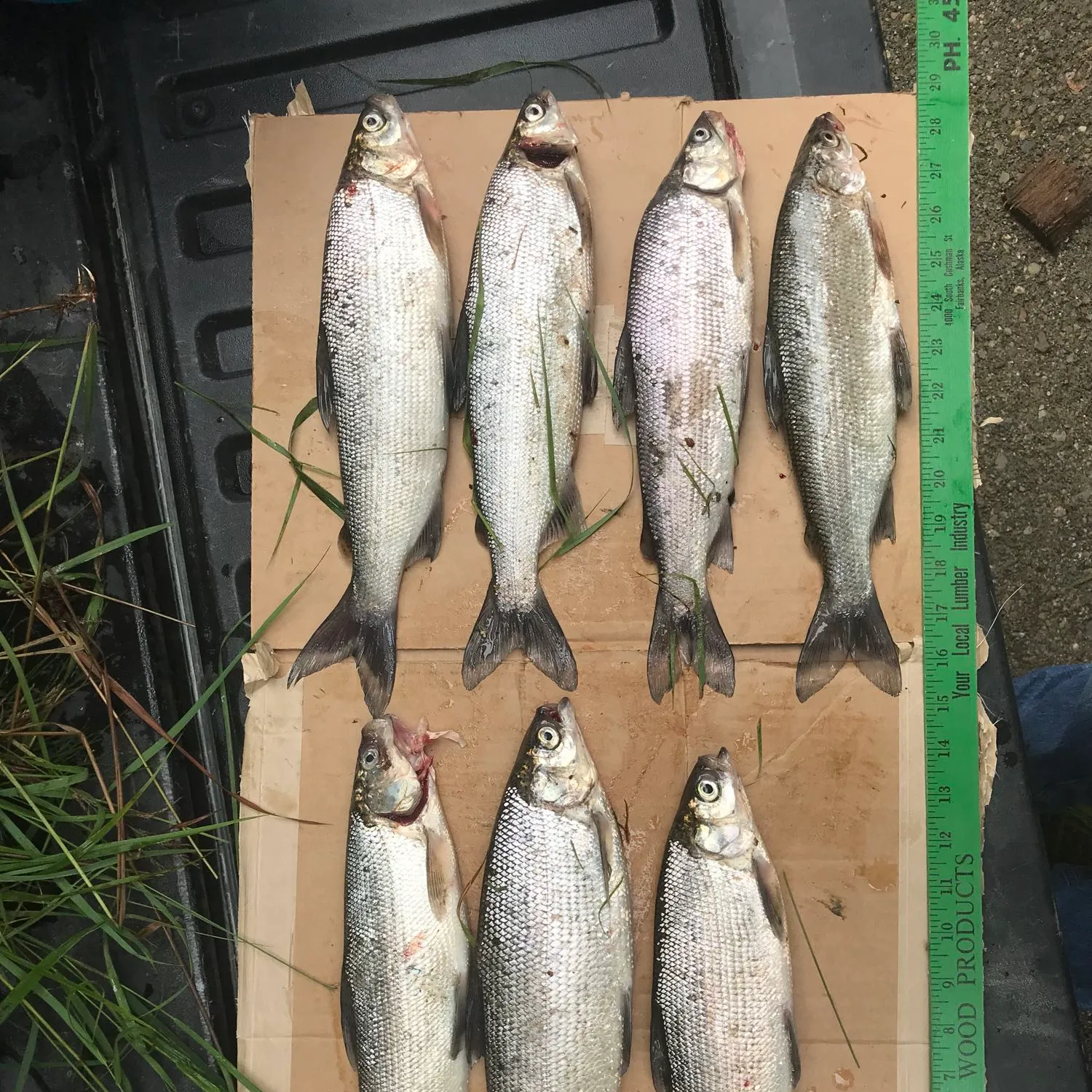 recently logged catches