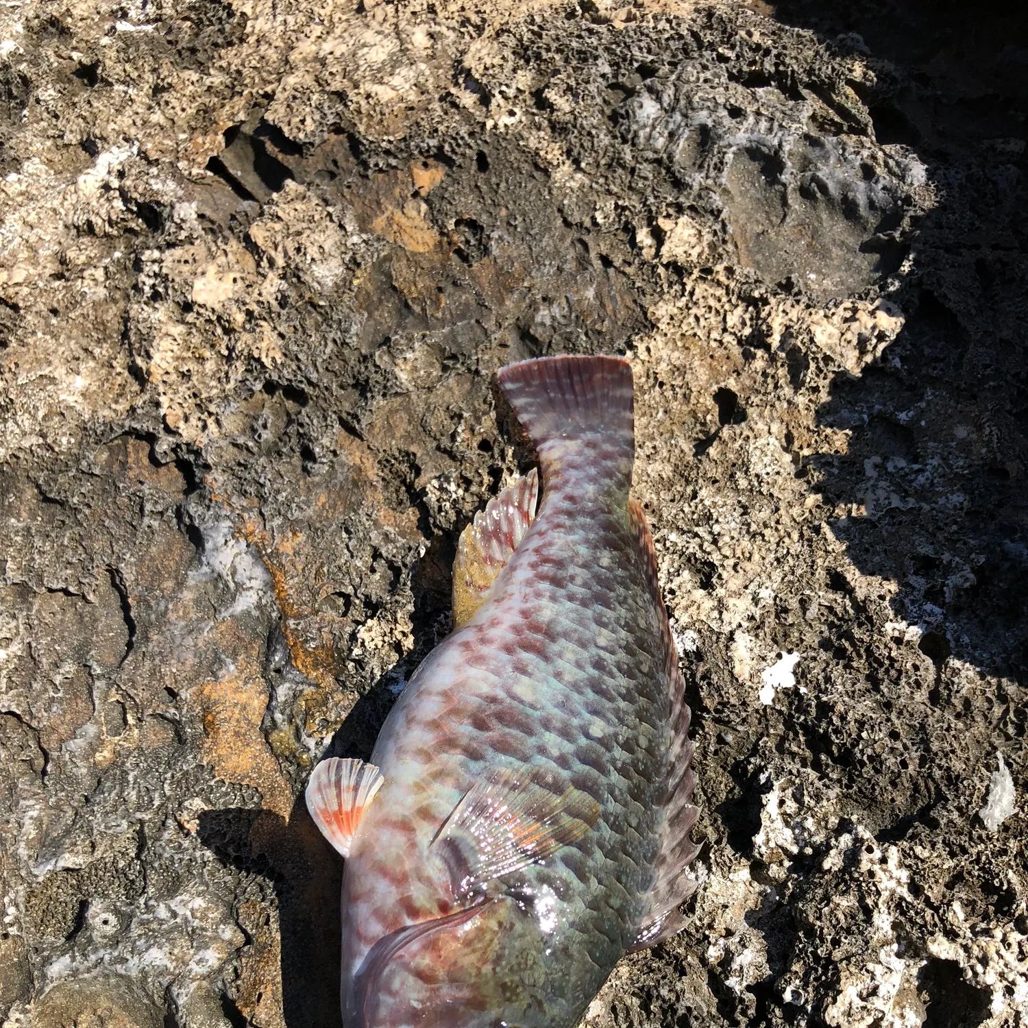 The most popular recent Red parrotfish catch on Fishbrain