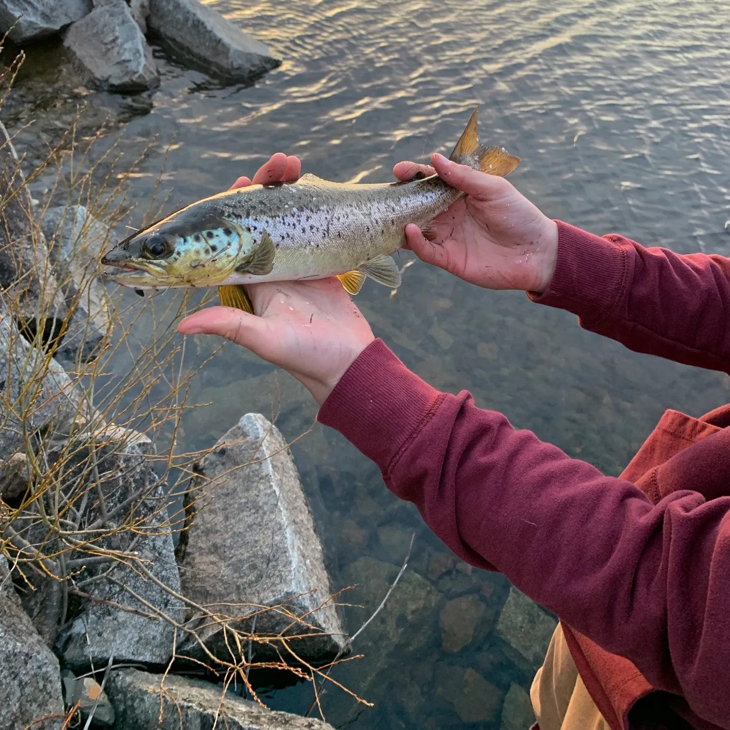 recently logged catches