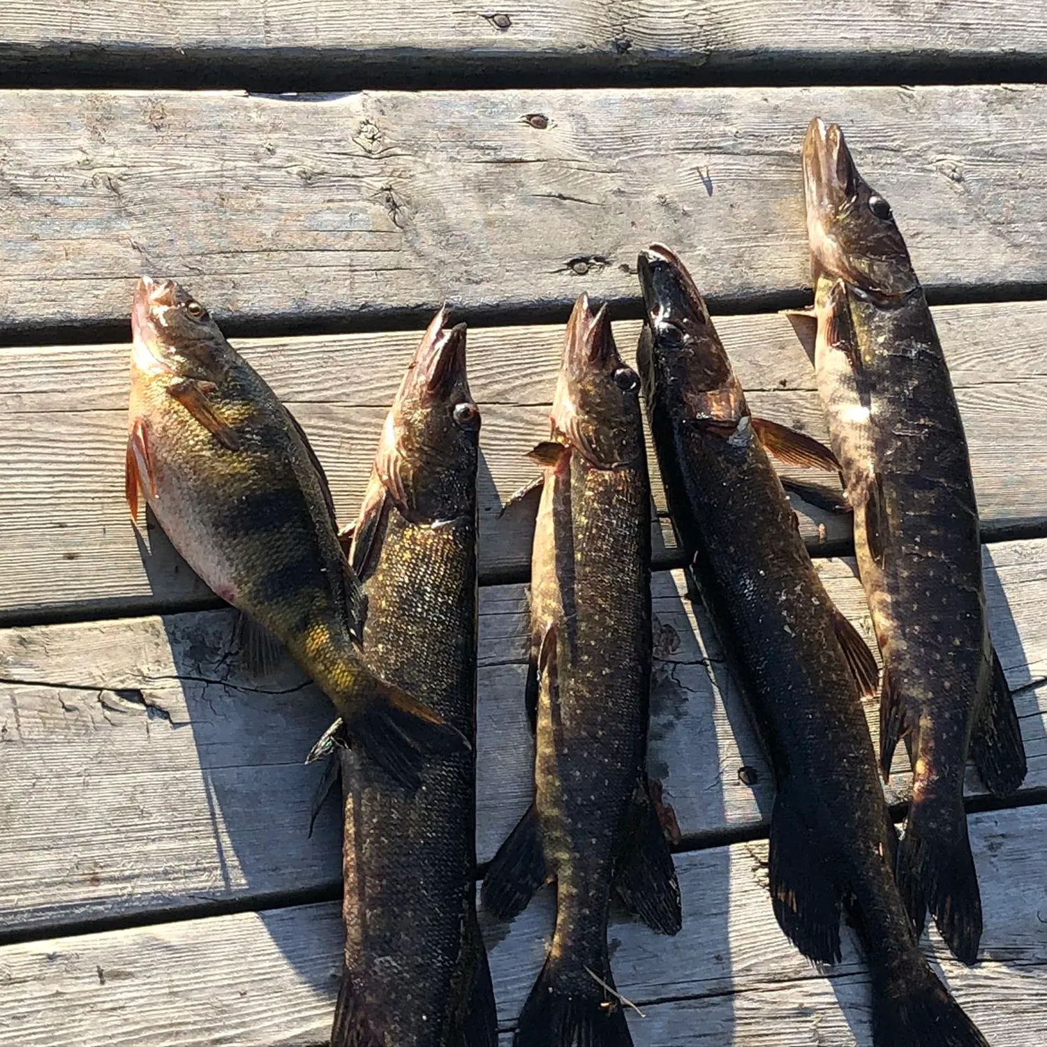 recently logged catches