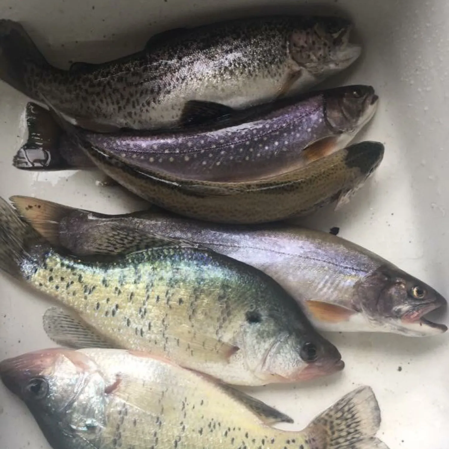 recently logged catches