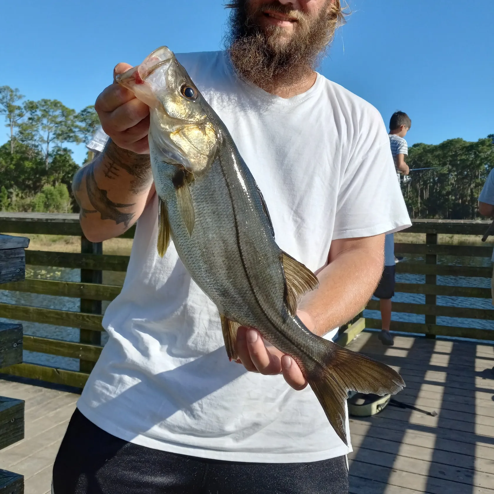 The most popular recent Fat snook catch on Fishbrain