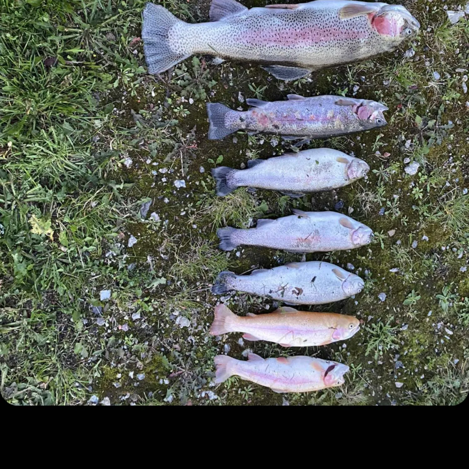 recently logged catches