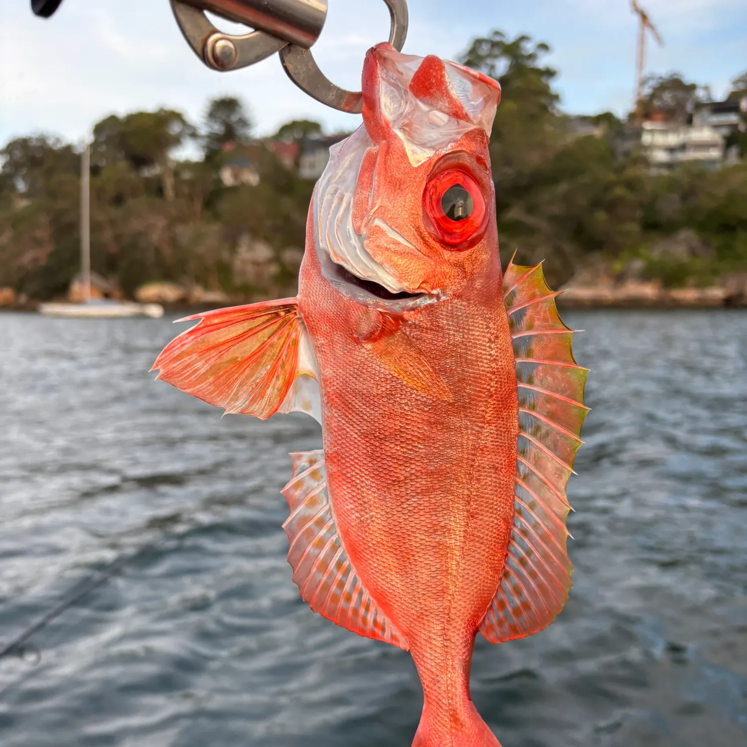 The most popular recent Red bigeye catch on Fishbrain