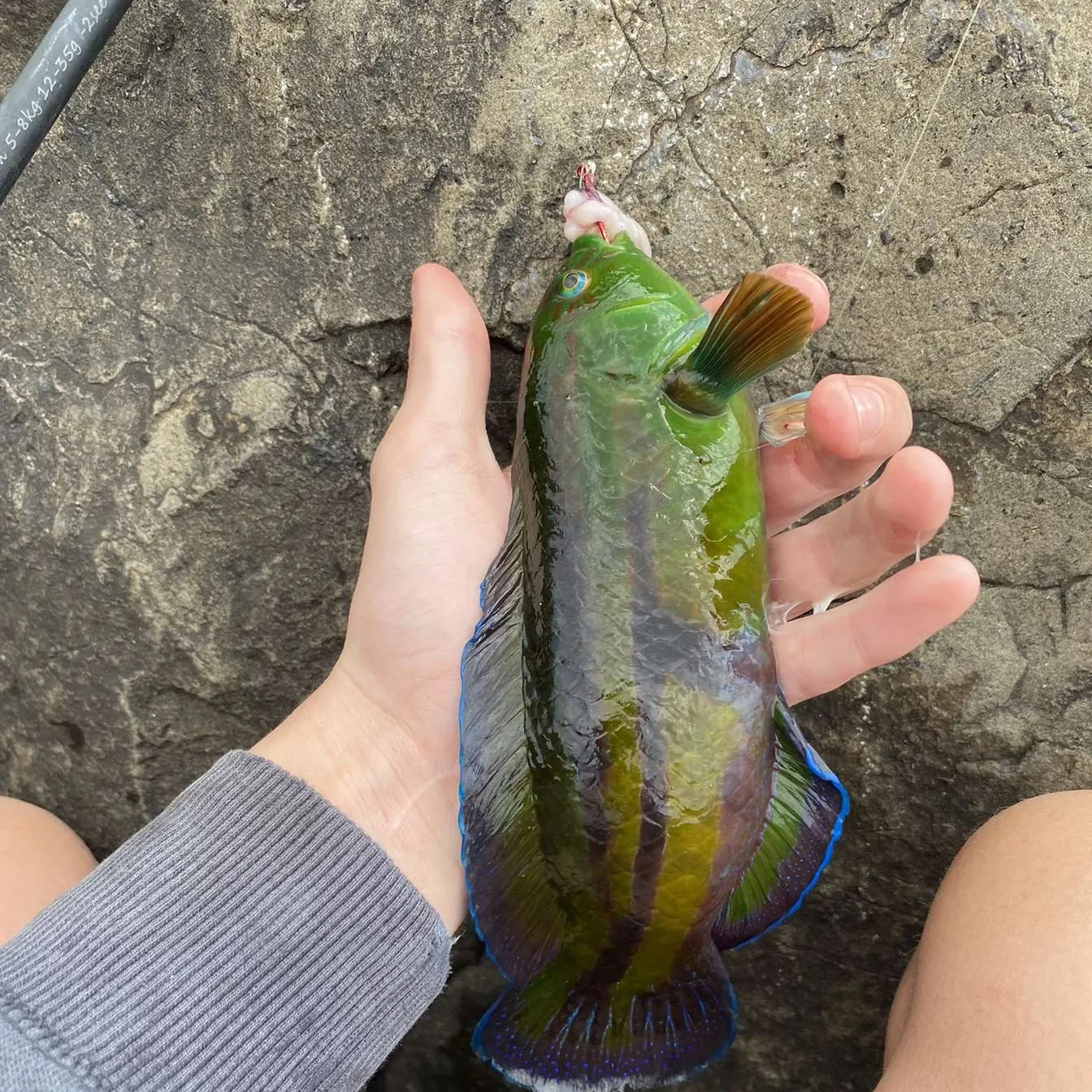 The most popular recent Patrician wrasse catch on Fishbrain