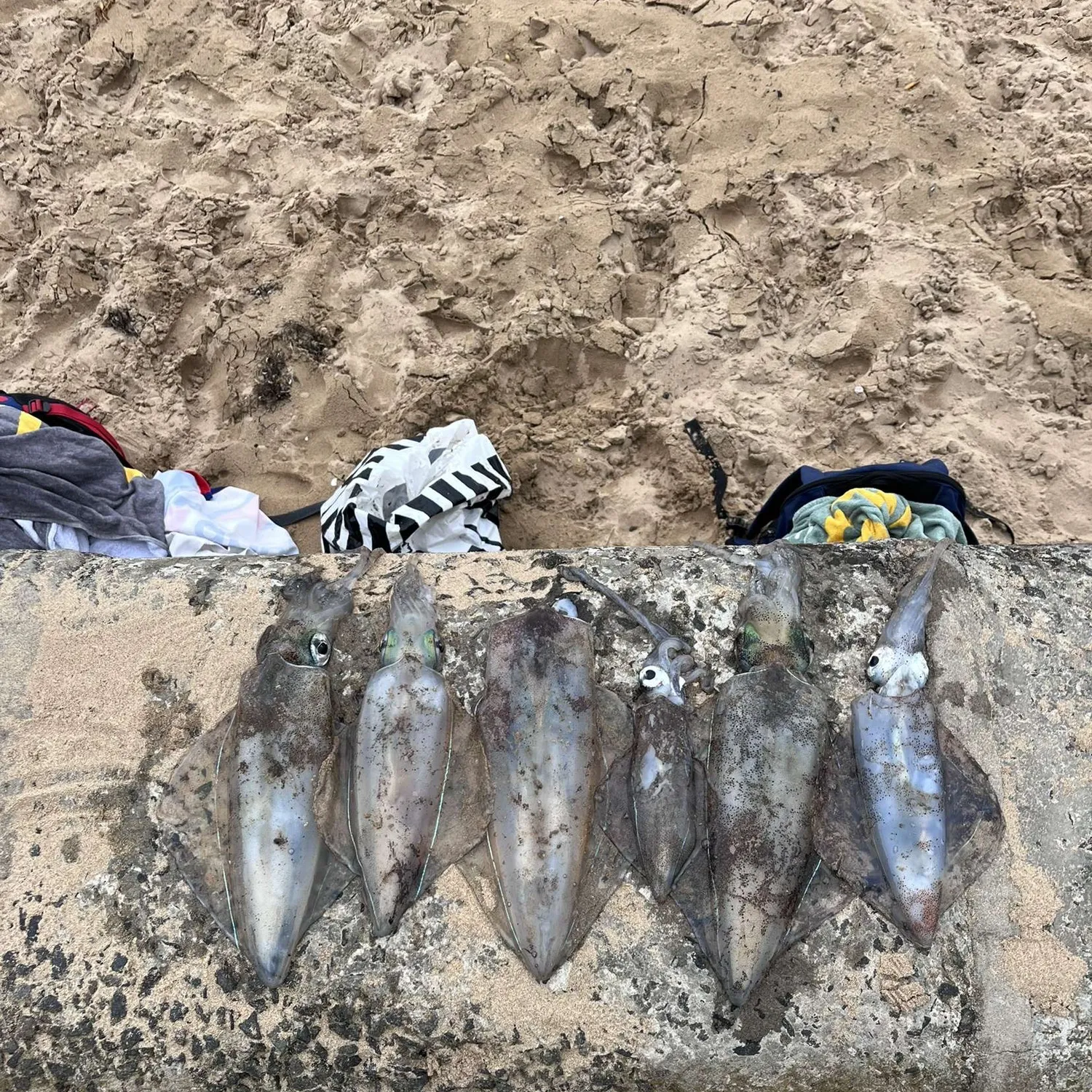 recently logged catches