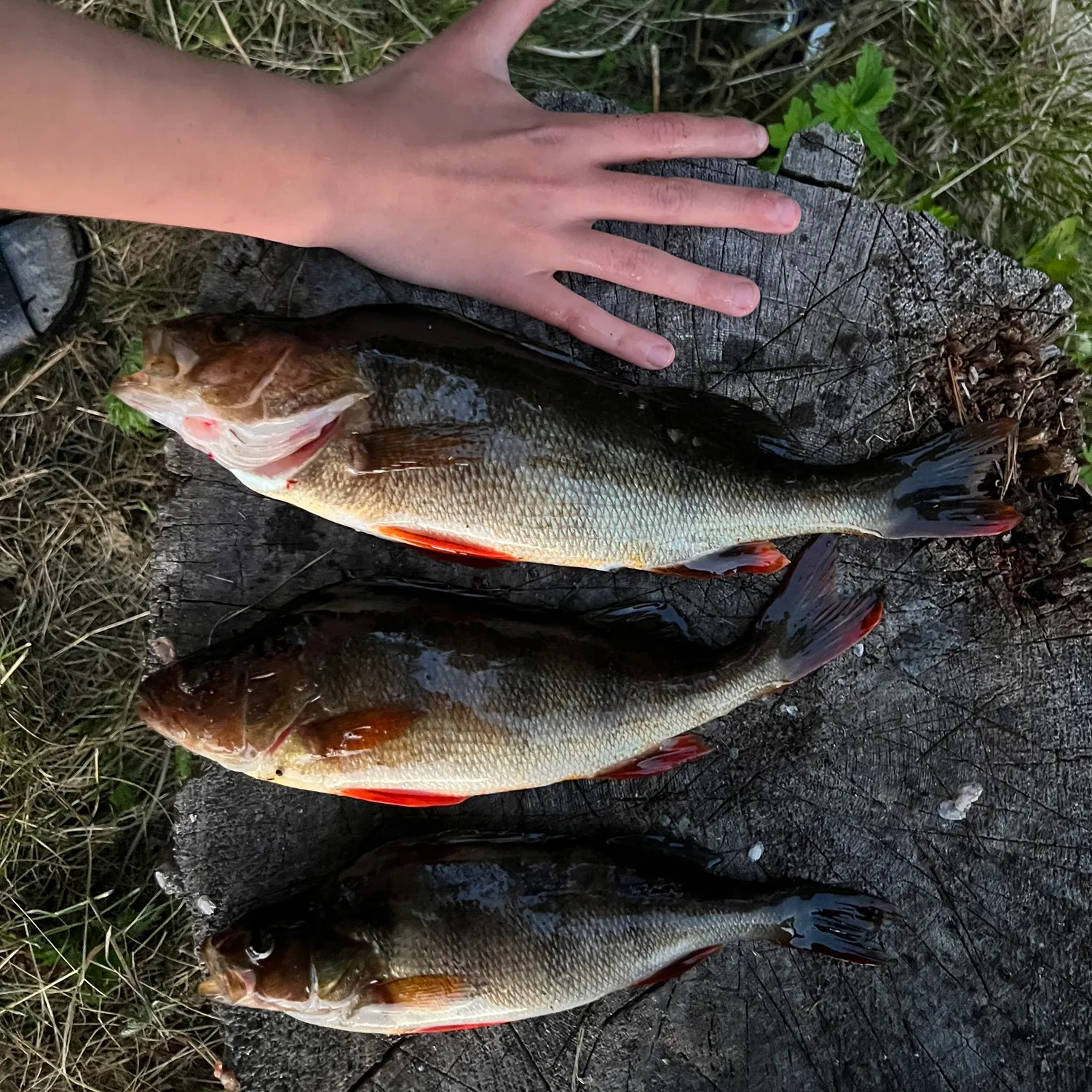 recently logged catches