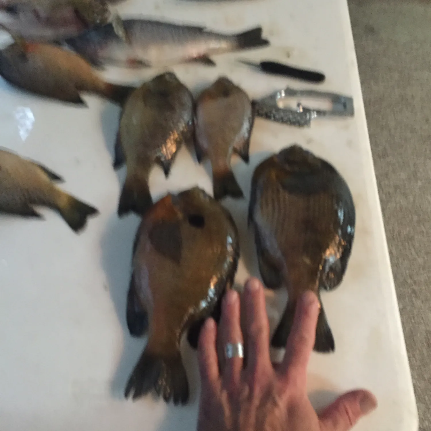 recently logged catches