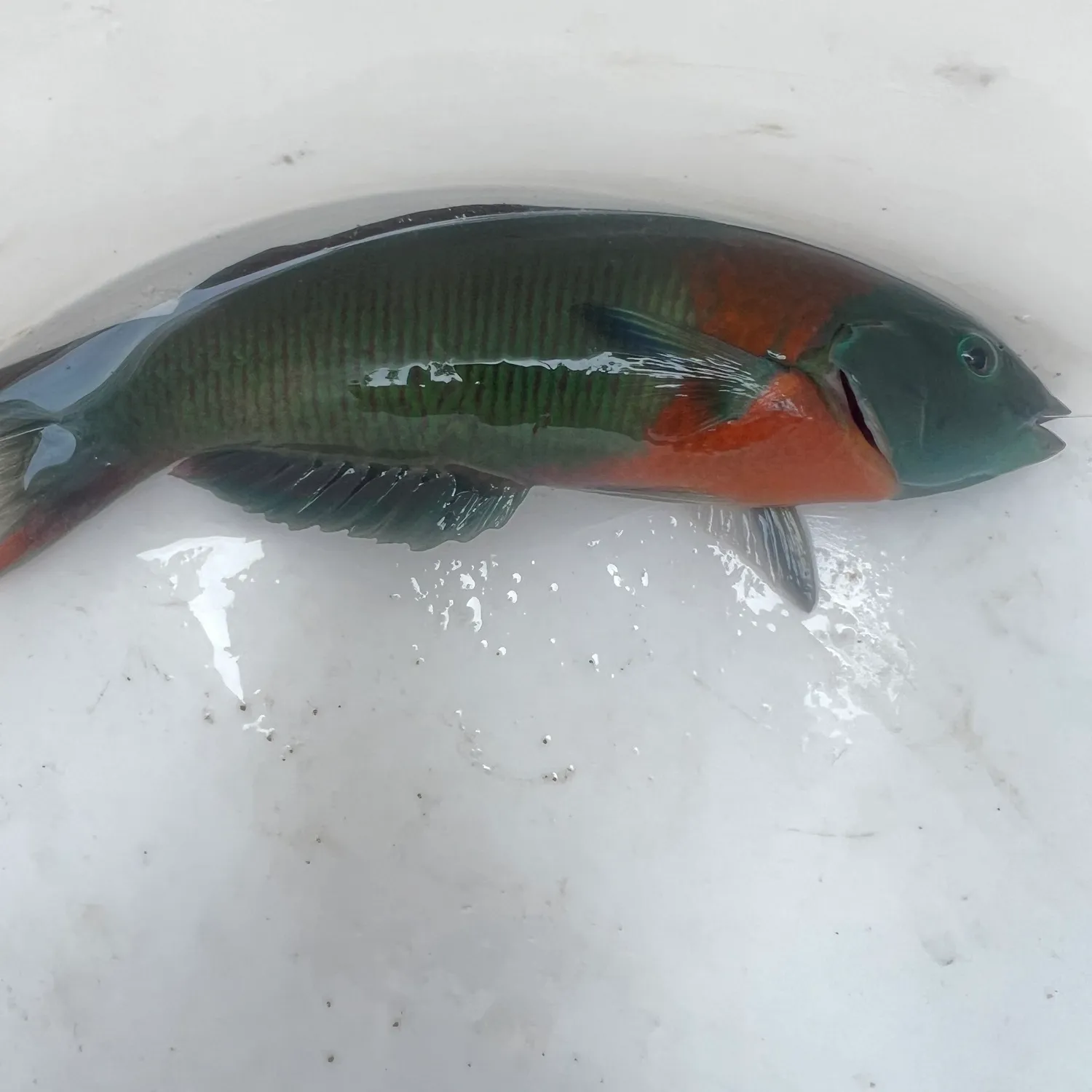 The most popular recent Saddle wrasse catch on Fishbrain